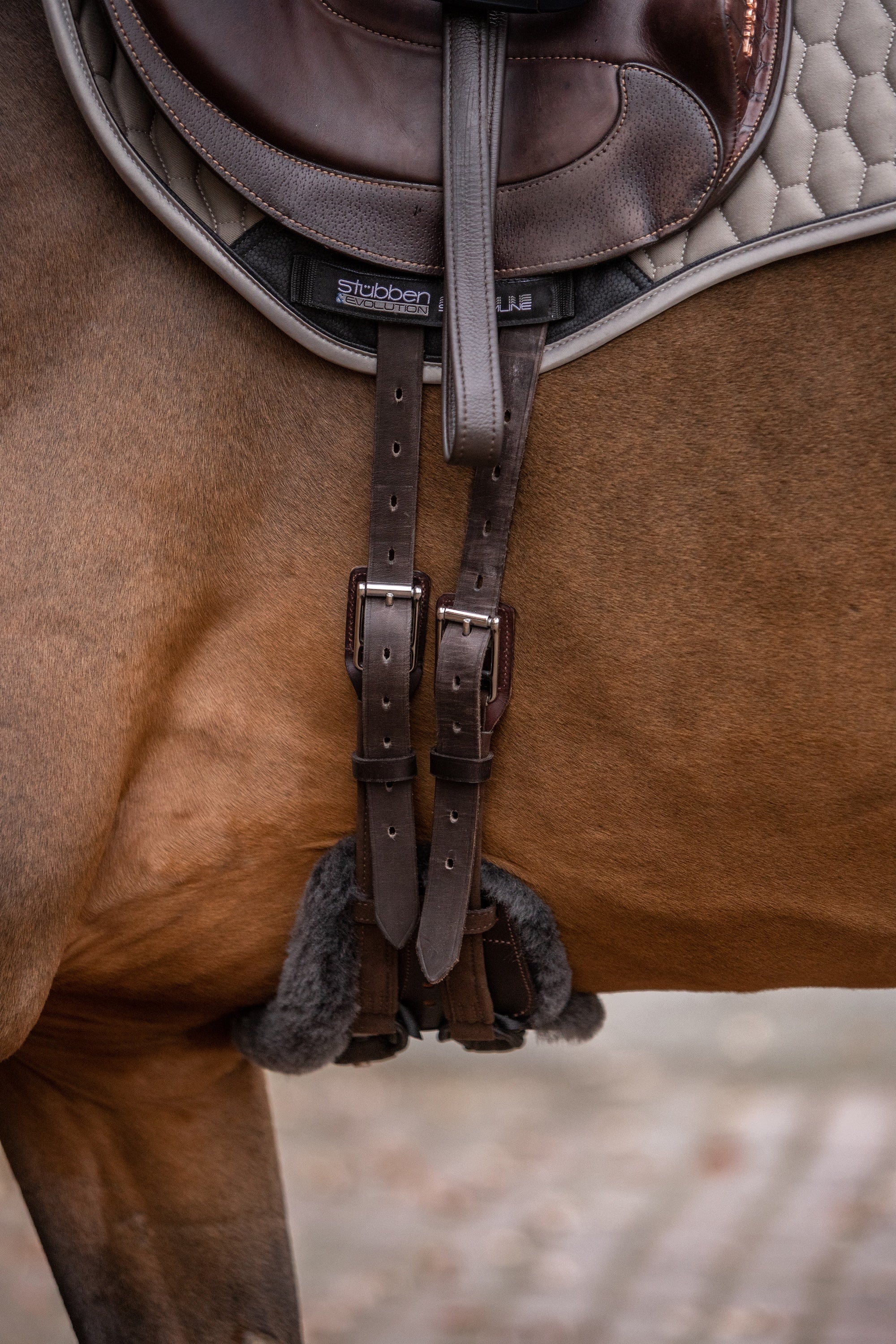 Stübben Equi-Soft Sattelgurt Ebony kombiniert mit Mattes Lammfellpolster Graphit am Pferd. korrekt gegurtet, da die braunen Gurtstrippen über dem Ellbogen des Pferdes liegen.