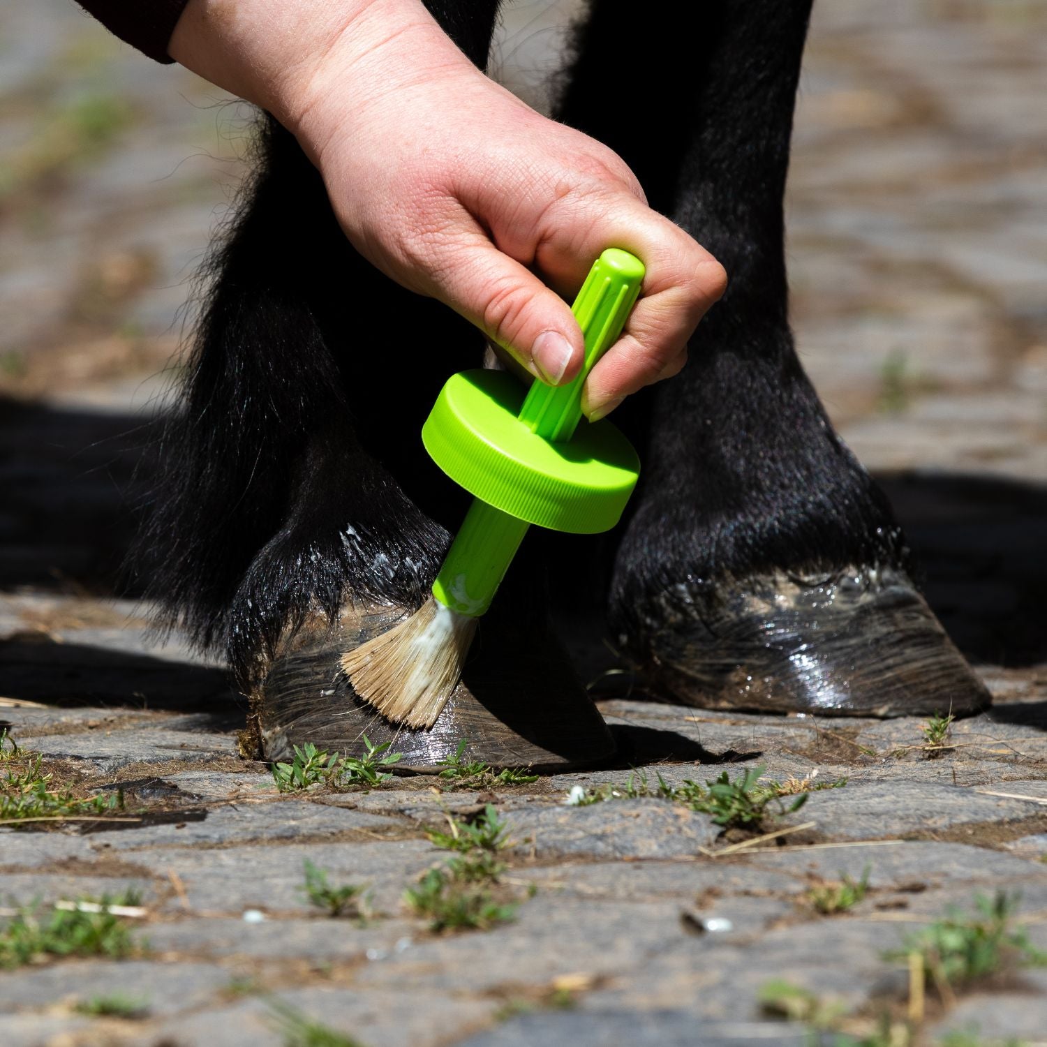 Equinatura Huföl mit Pinsel für gesunde Hufe - ePony Reitsport