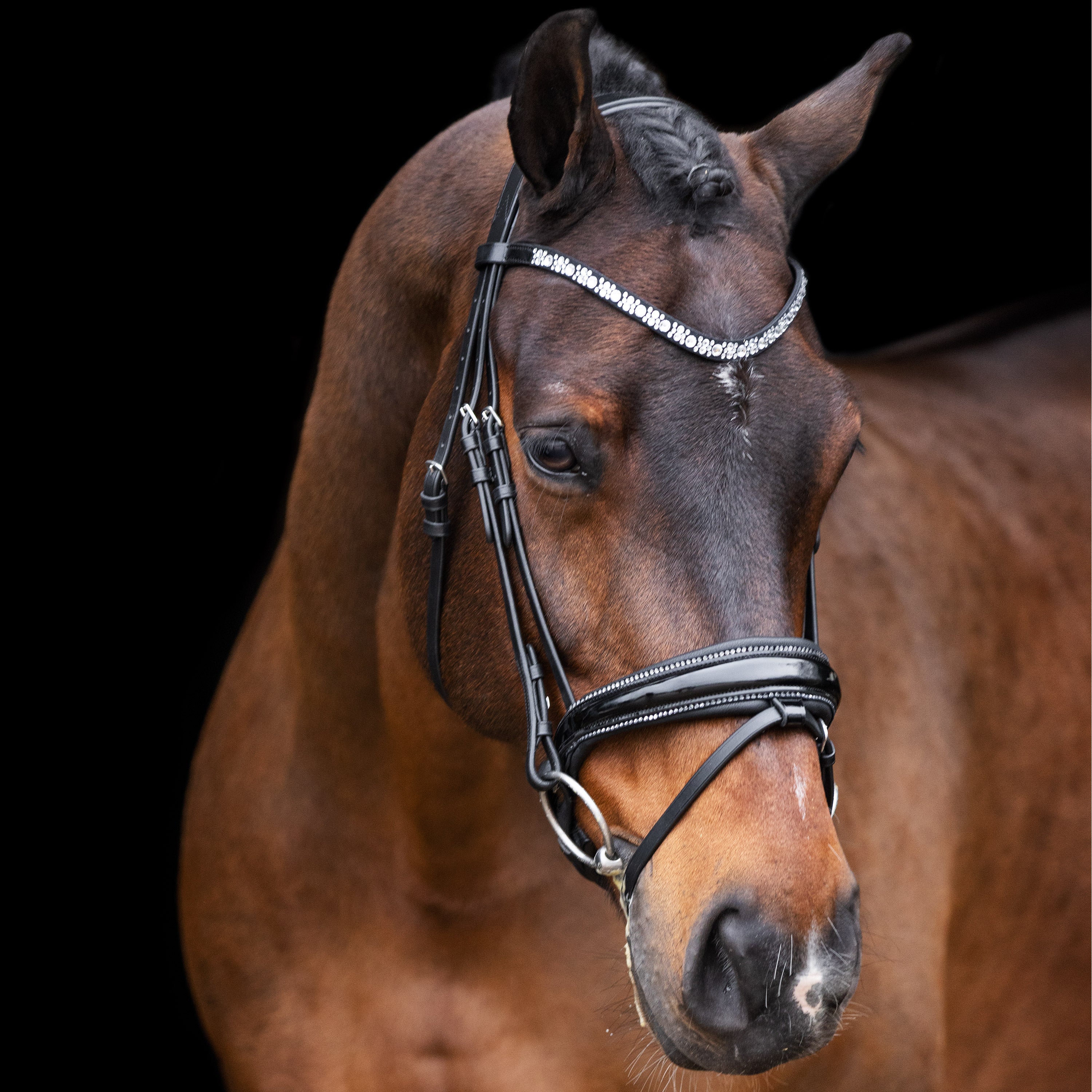 Imperial Riding IRHOlympia Trense schwarz Lack silber an einem Warmblutpferd. Die anatomische Dressurtrense ist mit Glitzer‑Zierkeder und einem schwarzen Lack-Nasenriemen ausgestattet. Die Zierkeder am Nasenriemen ist mit hellen klaren Kristallsteinen besetzt.