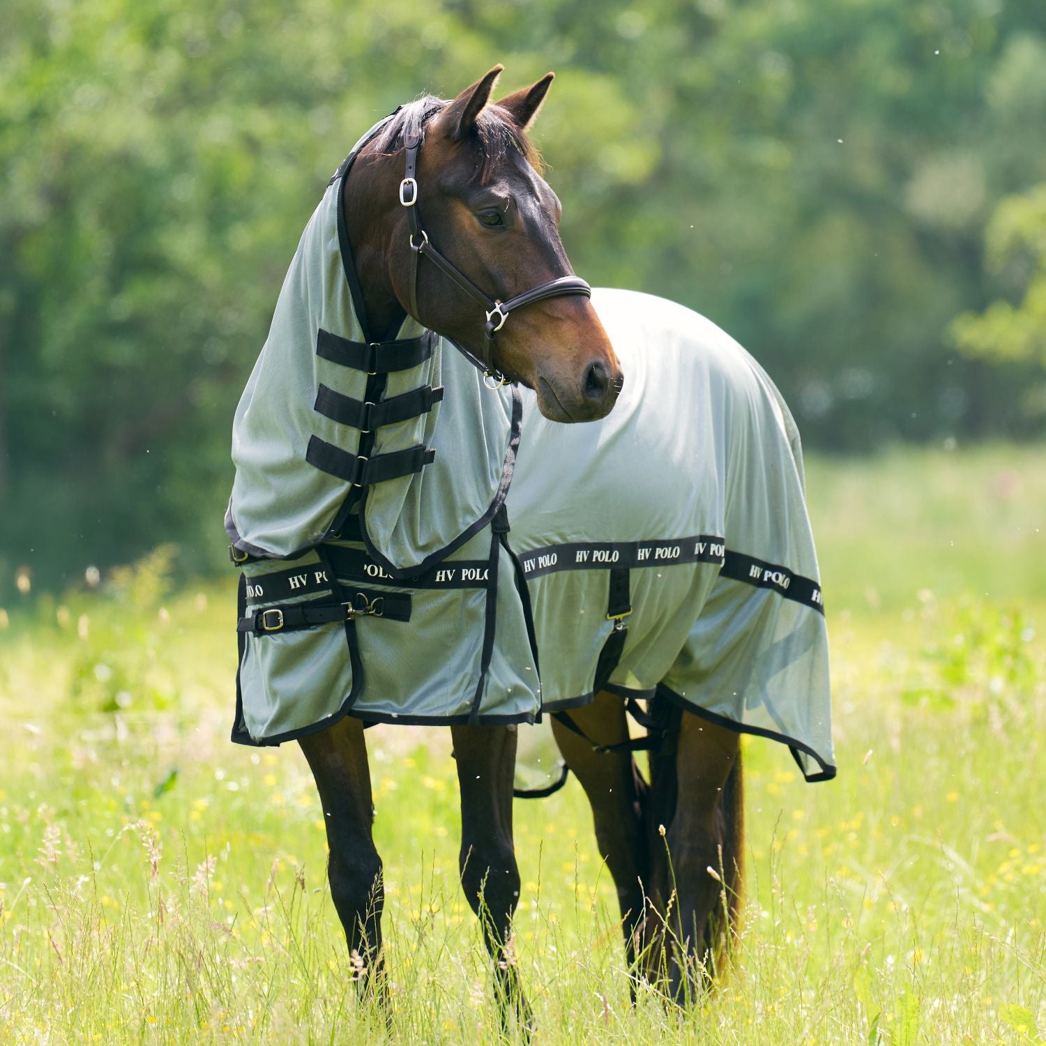 Die atmungsaktive HV Polo Fliegendecke HVPNena in der Farbe greenery aus Mesh mit abnehmbarem Halsteil und Kreuzgurten am Bauch gehört zu dem sogenannten mechanischen Fliegenschutz im Frühjahr, Sommer und Herbst. Die Farbe greenery ist ein eleganter Grünton, der zu vielen Pferdefarben passt. Die Fliegendecke hält Bremsen, Kriebelmücken, Fliegen und viele andere Insekten von den empfindlichen Körperstellen deines Ponys oder Pferdes fern. Zweiteiliges Fliegendecken-Set.