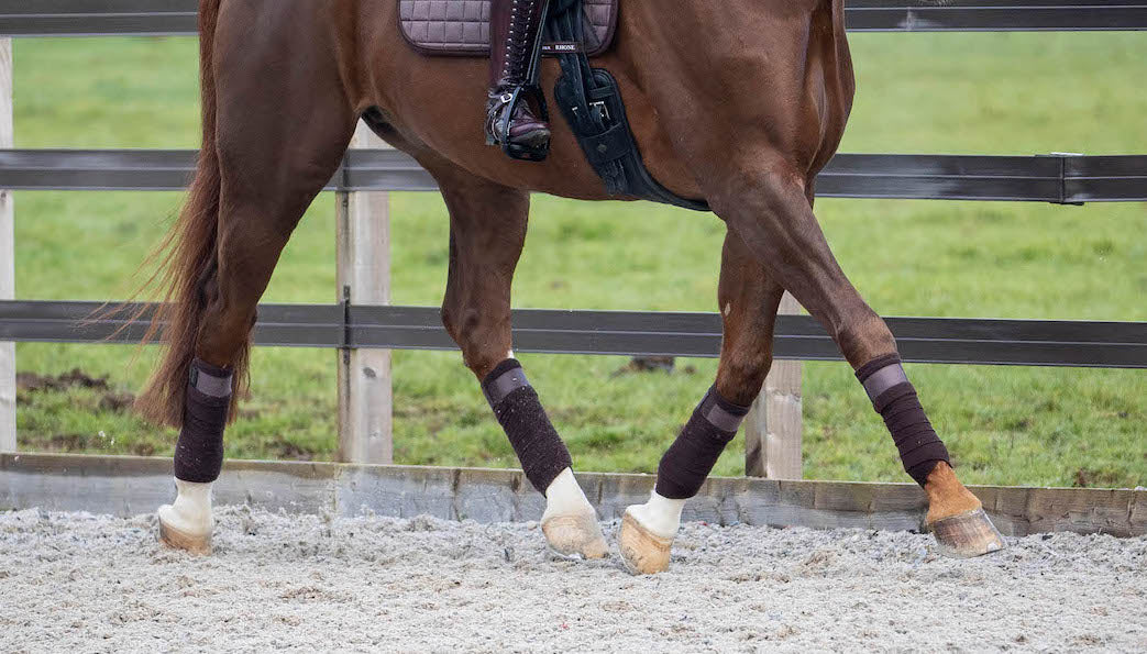 LeMieux bandages Rhone Polo espresso