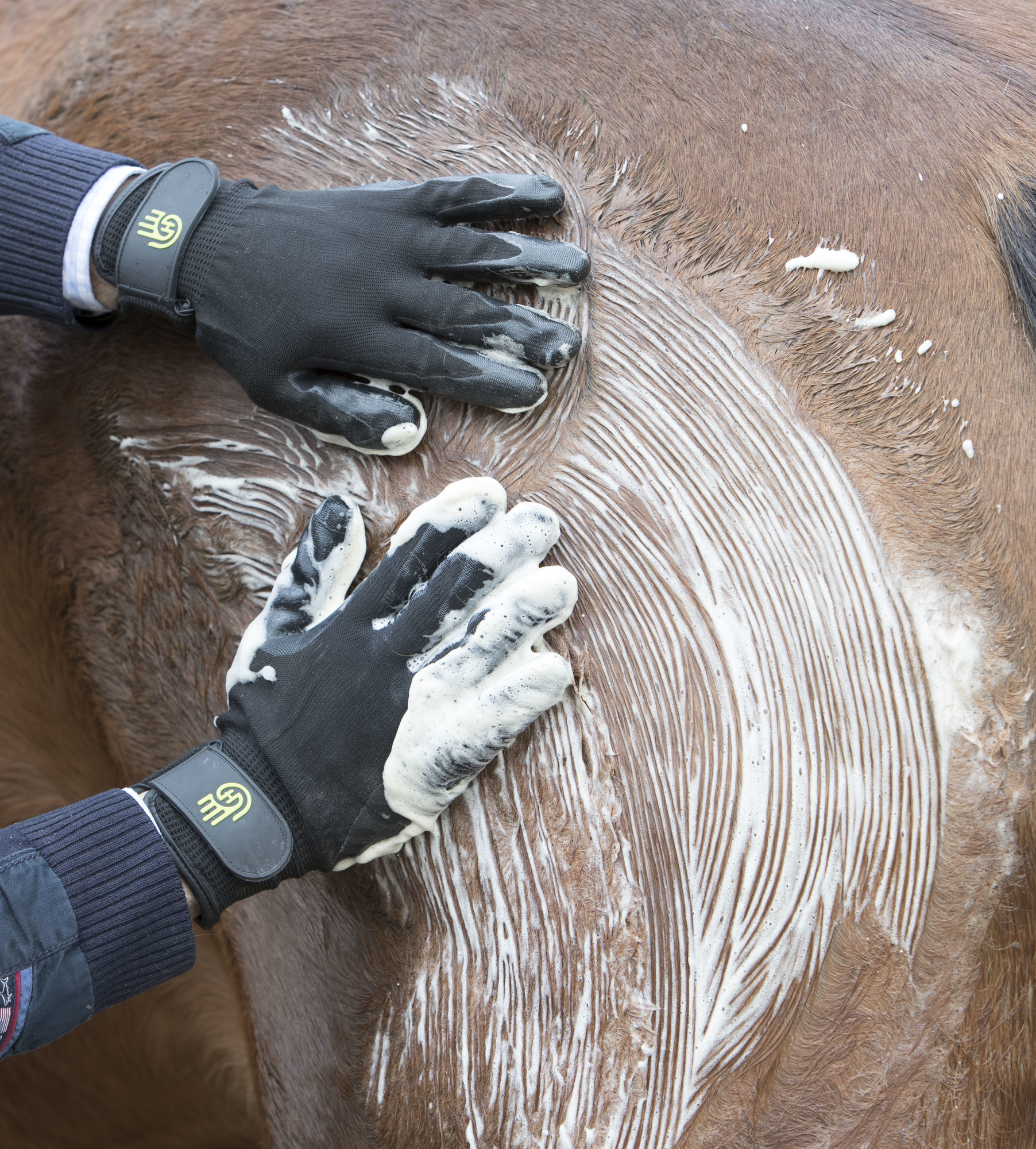 HandsOn Grooming Gloves Putzhandschuh schwarz - ePony Reitsport
