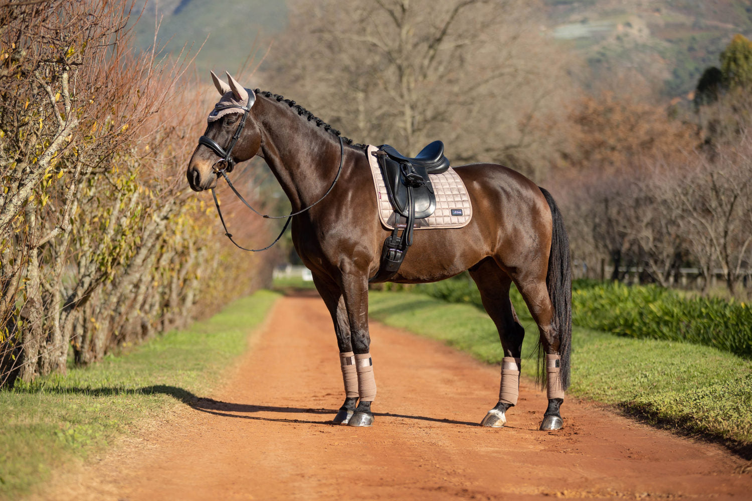 LeMieux Schabracke Rhone Dressage Square prosecco