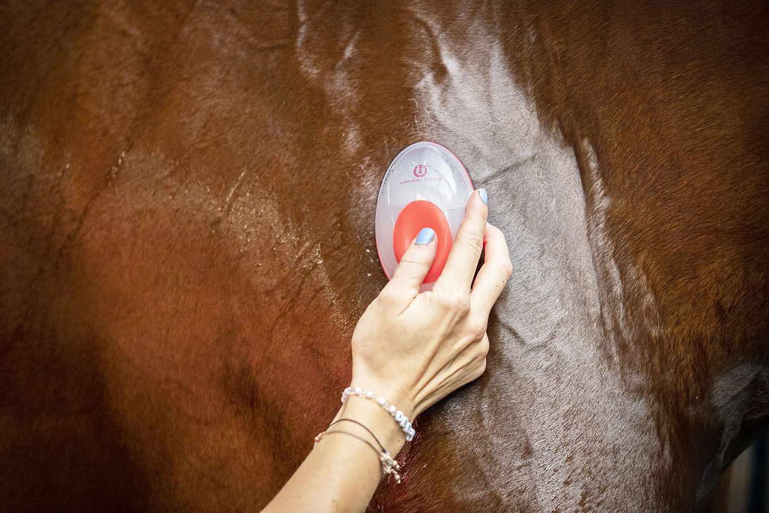 Imperial Riding IRHStar Care wash brush for filling with shampoo and water