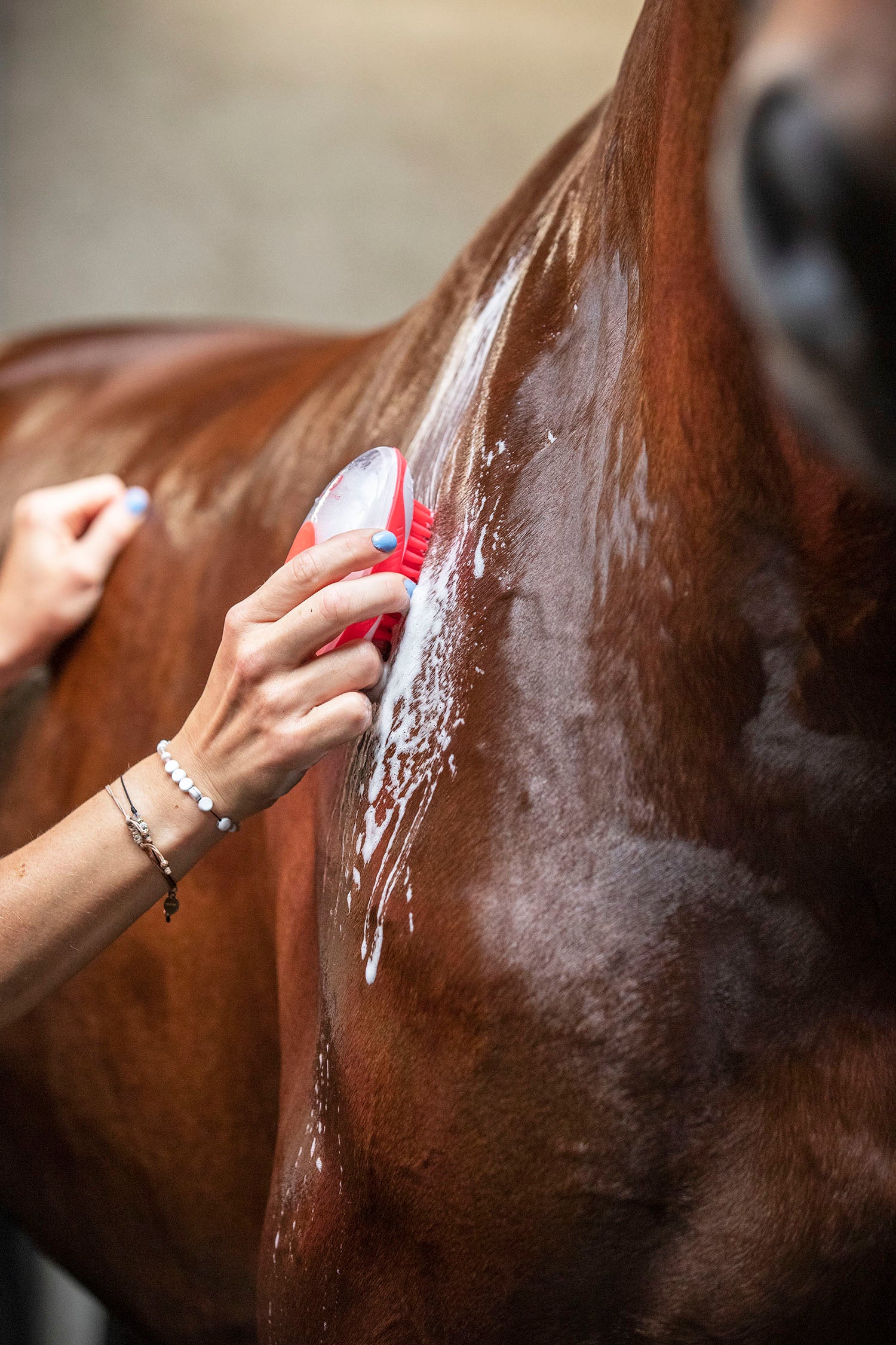 Imperial Riding IRHStar Care wash brush for filling with shampoo and water
