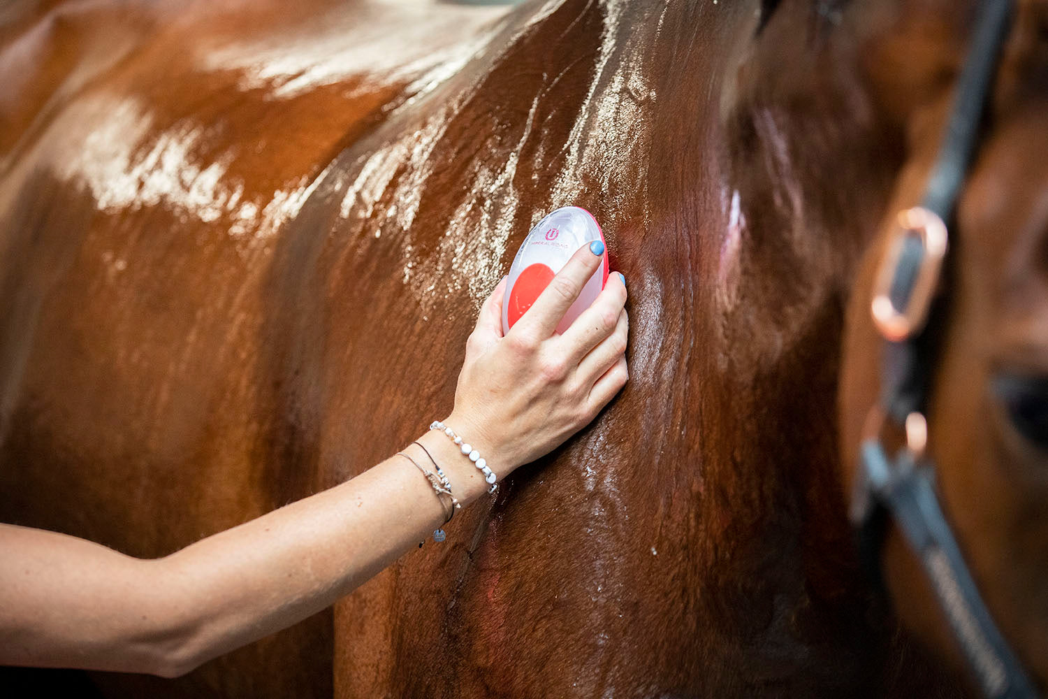 Imperial Riding IRHStar Care wash brush for filling with shampoo and water