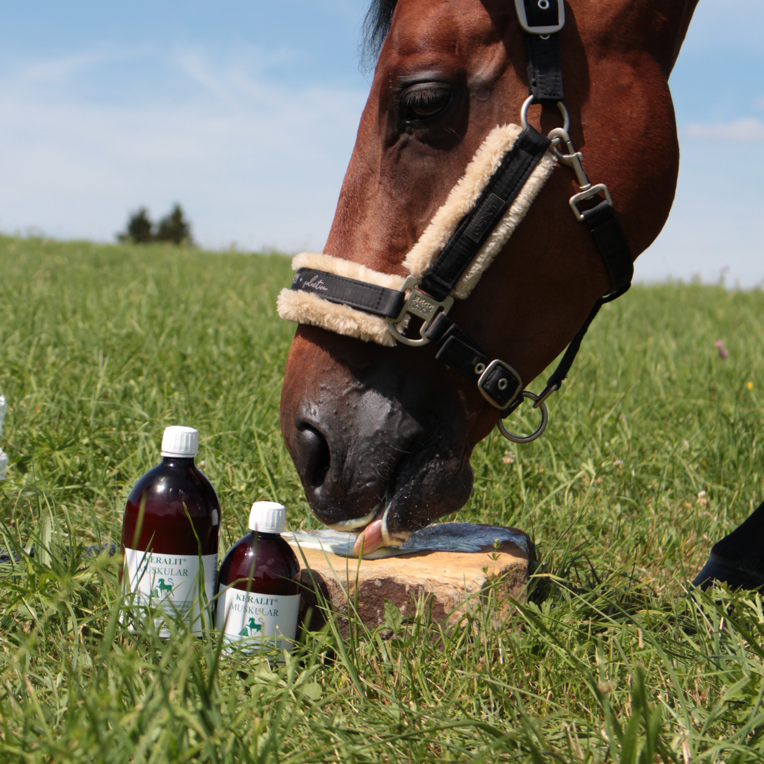 Keralit Ergänzungsfuttermittel Muskular für eine gesunde Muskulatur bei Pferden und Hunden