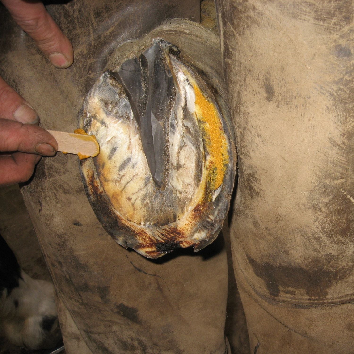 Keralit Pflegepaste Undercover zur Vorbeugung von Hornzersetzungsprozessen