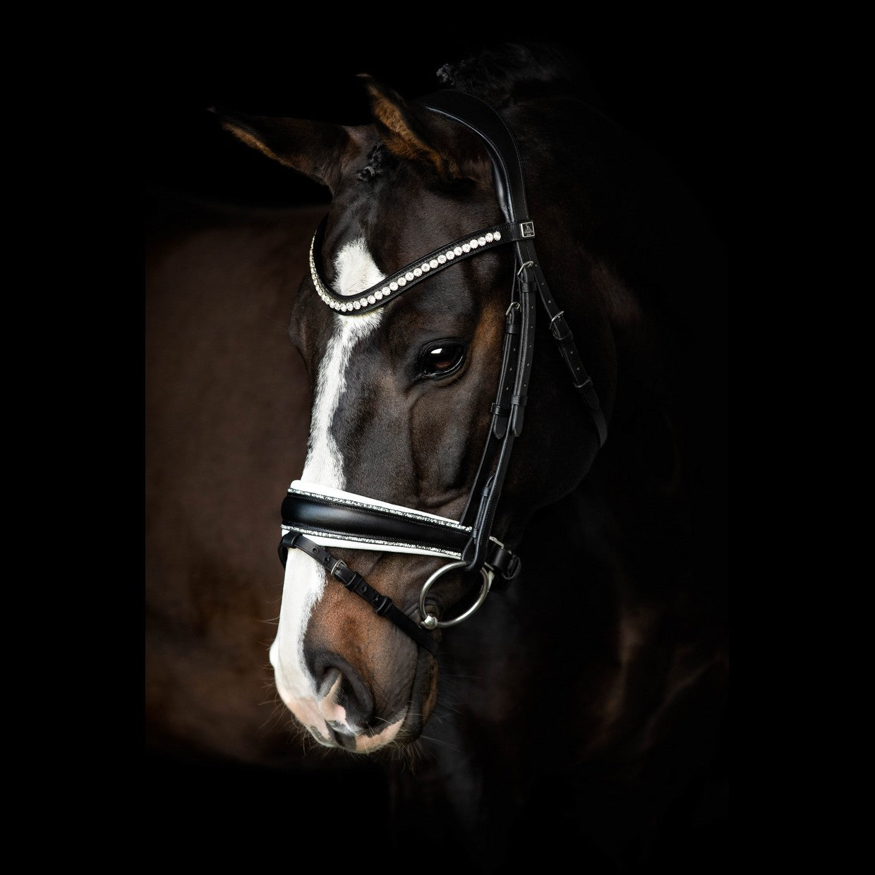 SD Design Bridle Celebrity black with crystal rocks decorative piping white lined
