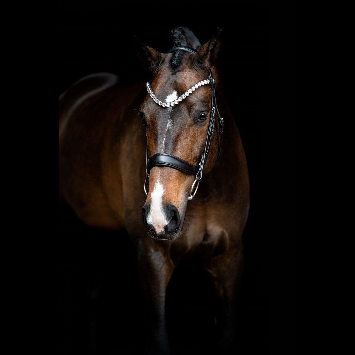 SD Design noseband anatomical without flash strap black