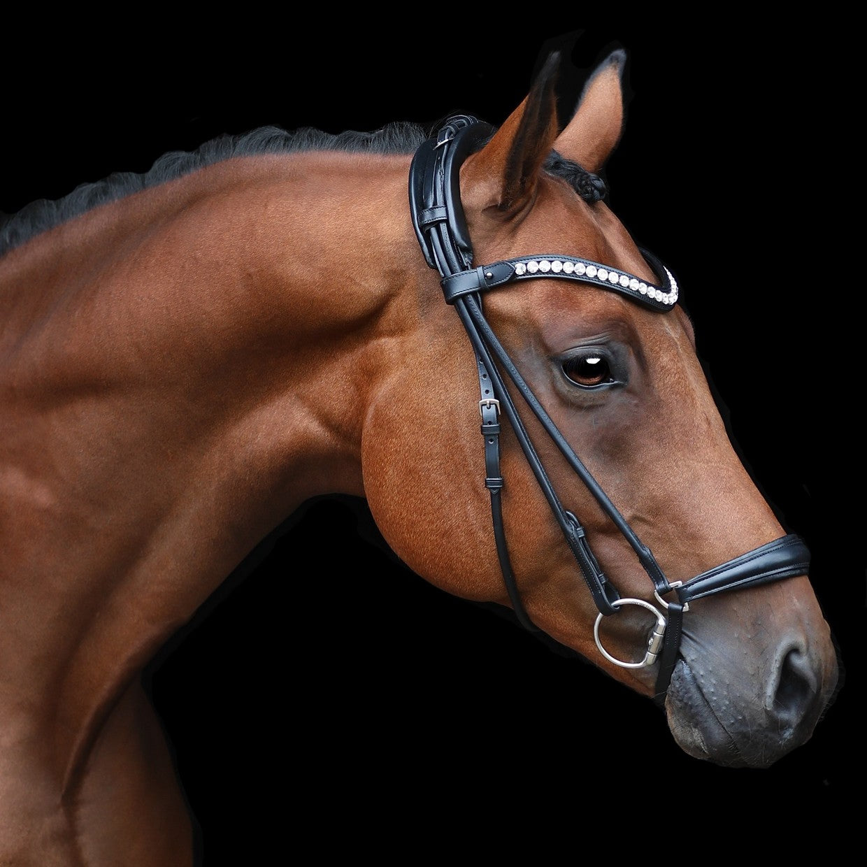 SD Design Bridle Duke de Niro II Hanoverian round stitched black