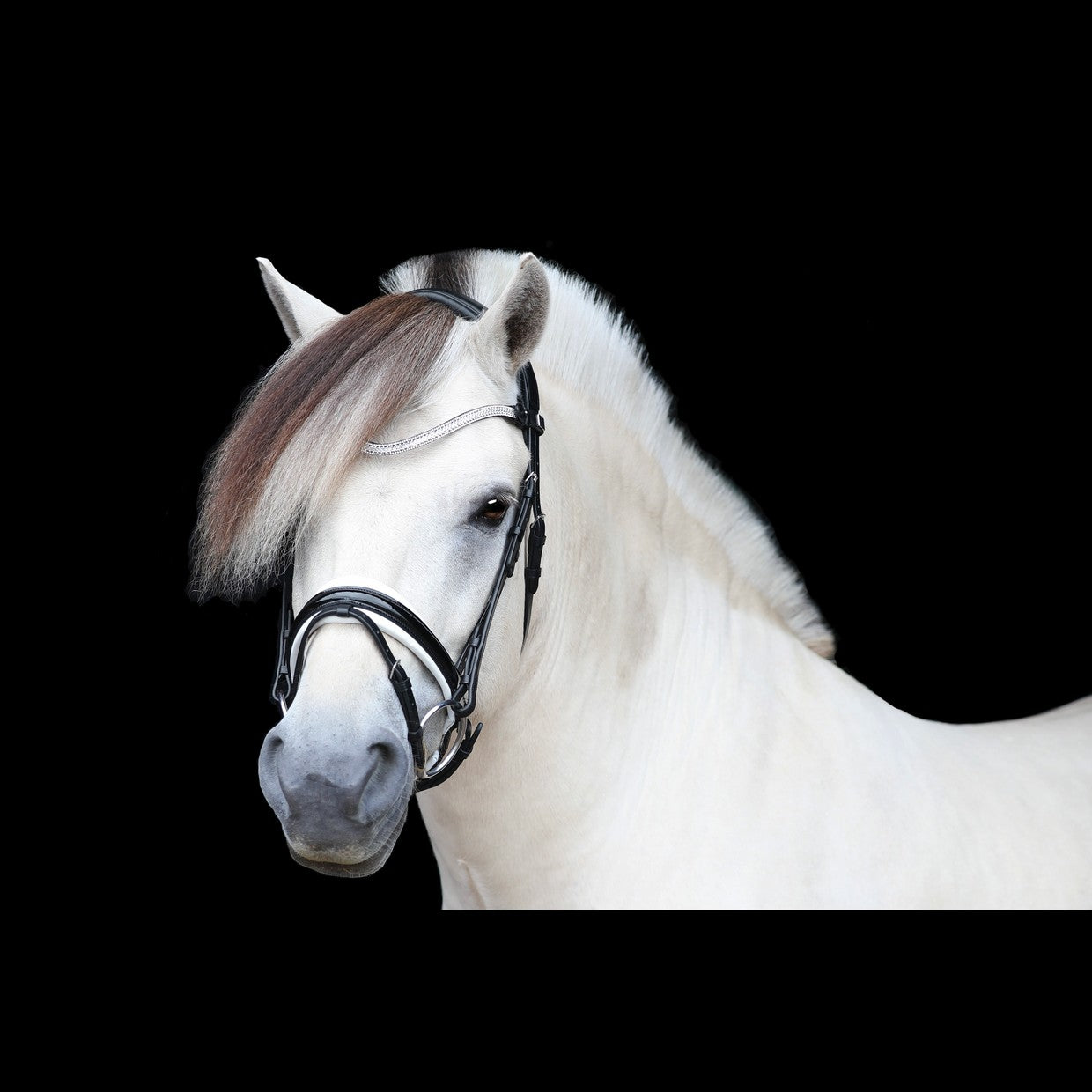 SD Design Bridle Gracieux black patent with white lining