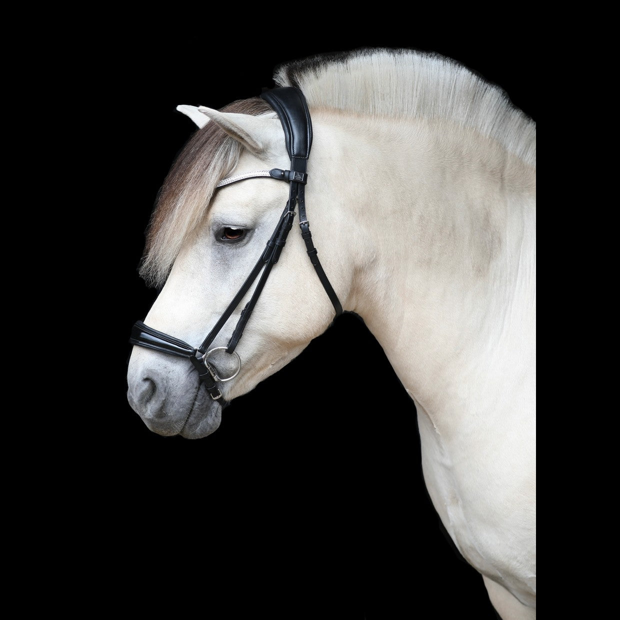SD Design Bridle Gracieux Hanoverian black patent