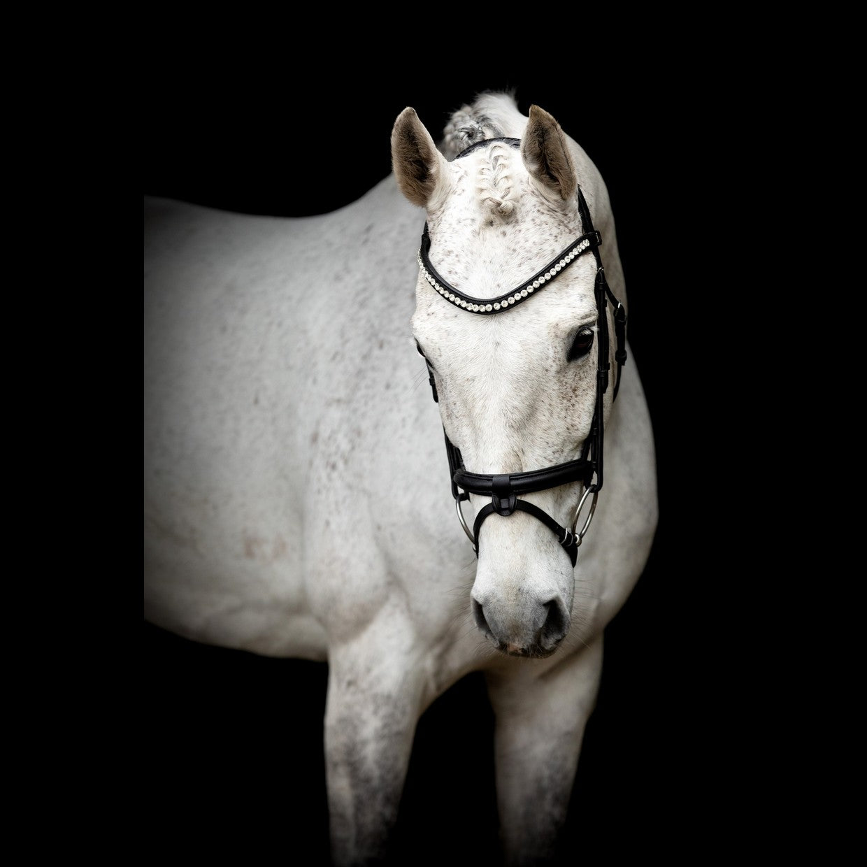 SD Design Leerox English noseband combined with removable flash strap black