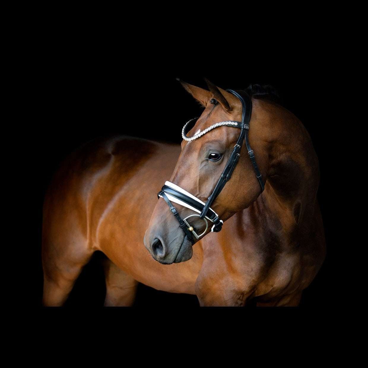 SD Design Bridle L&
