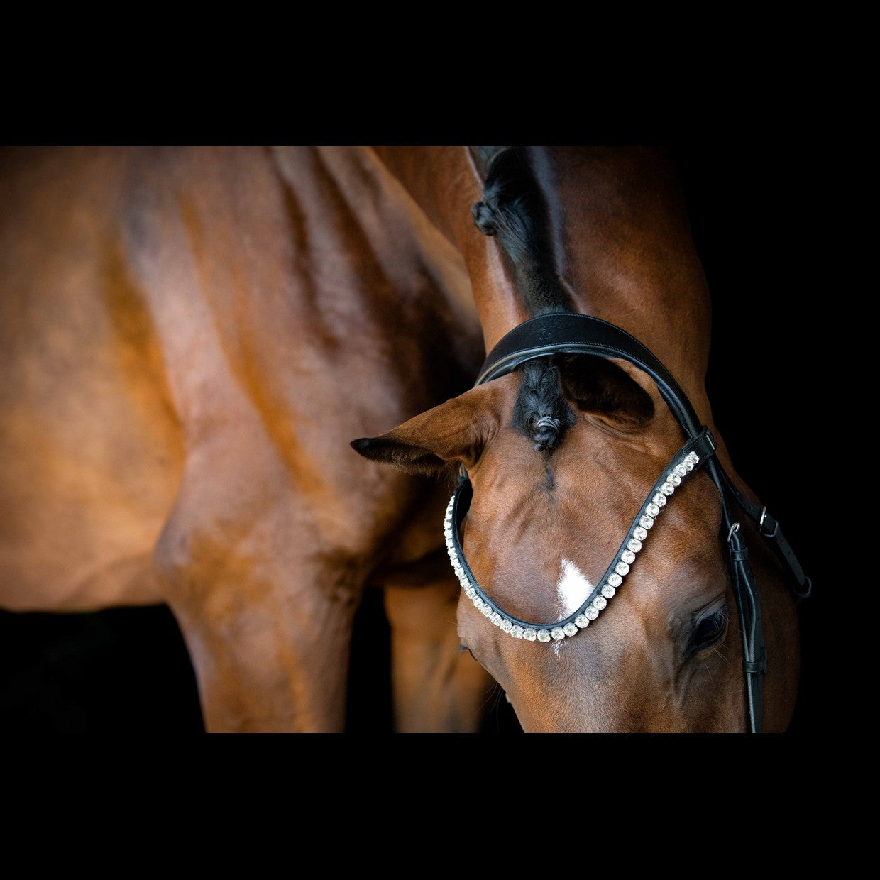 SD Design Bridle L&
