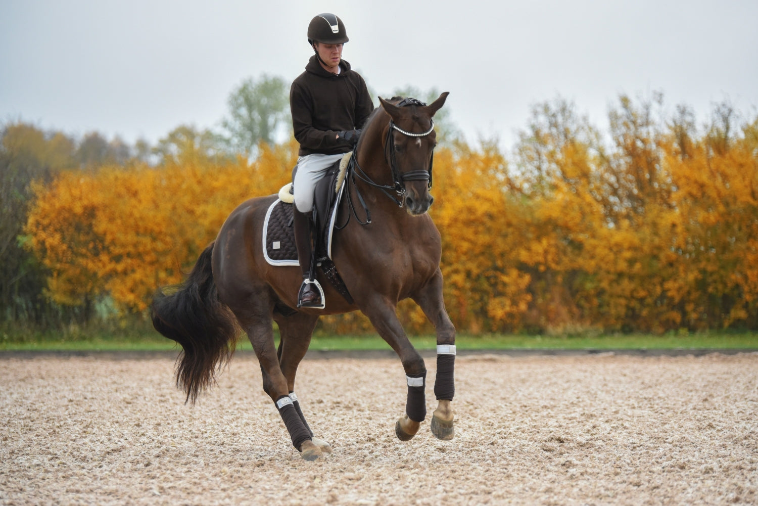 SD Design saddle pad Be Tempted chocolate macaron
