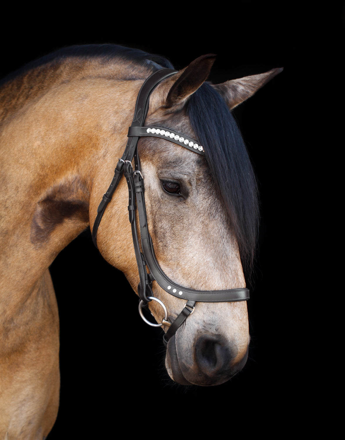 SD Design noseband anatomical with crystals