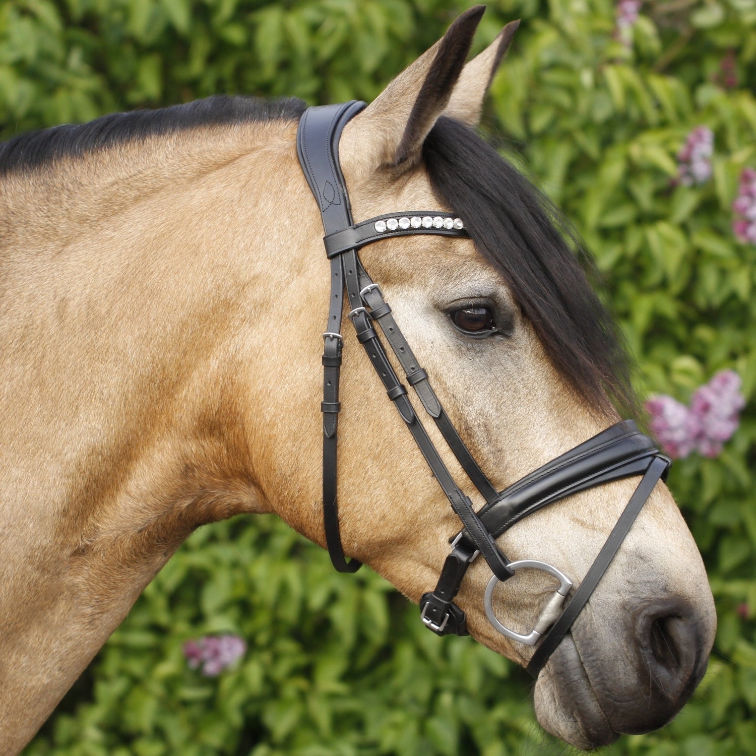SD Design Bridle Belissimo black