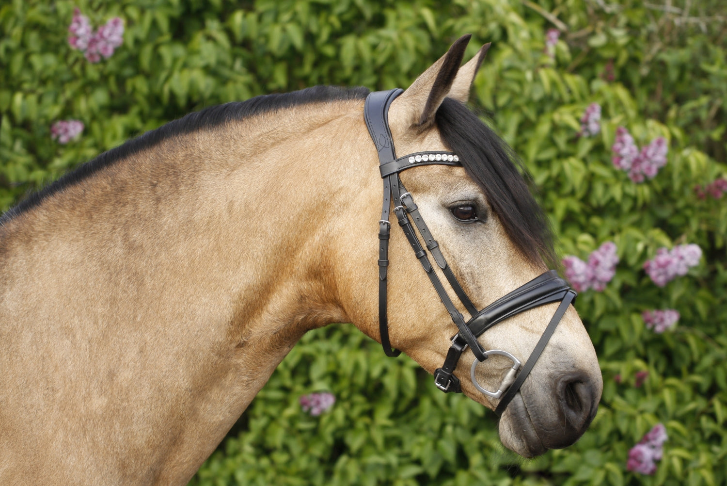 SD Design Bridle Belissimo black
