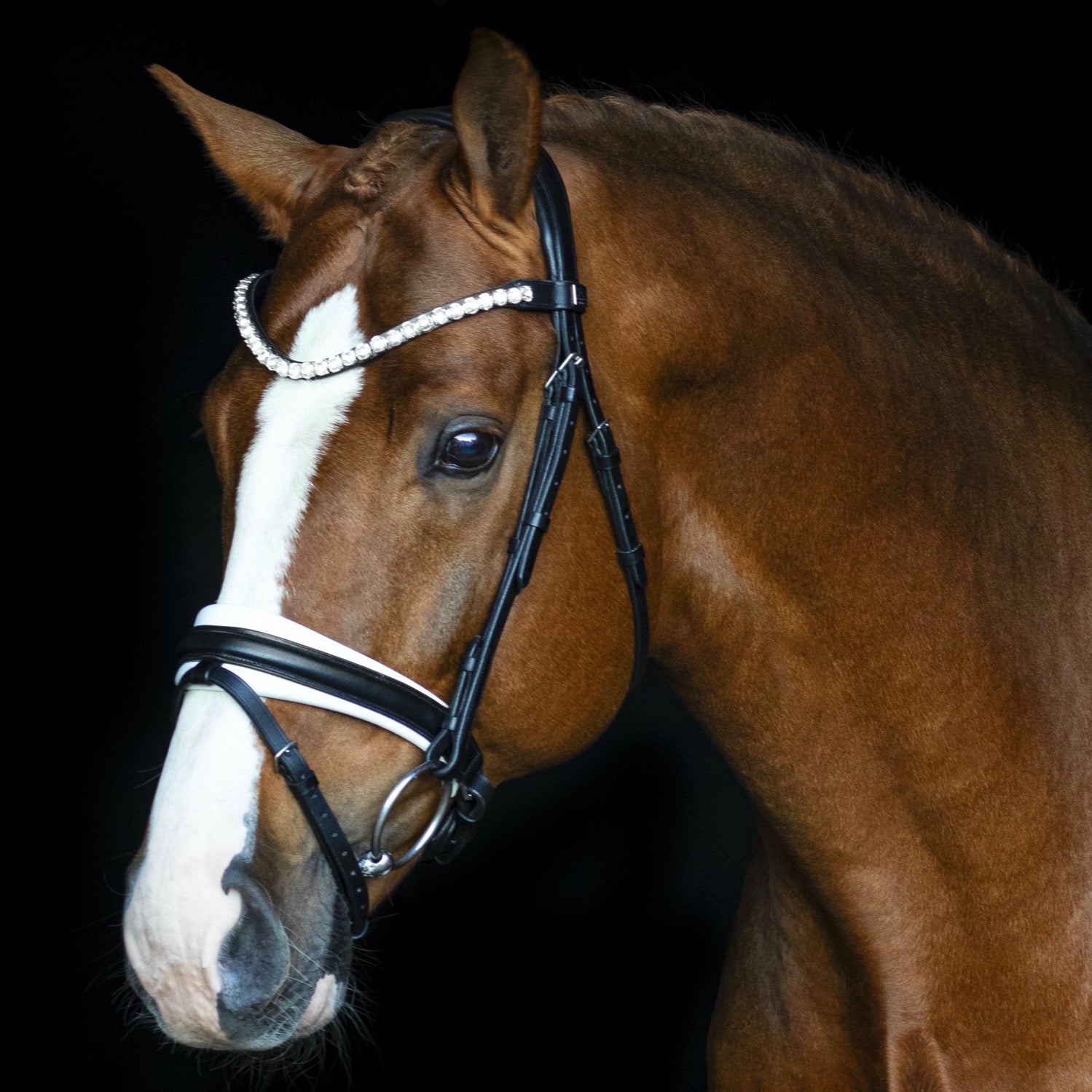 SD Design Bridle L&