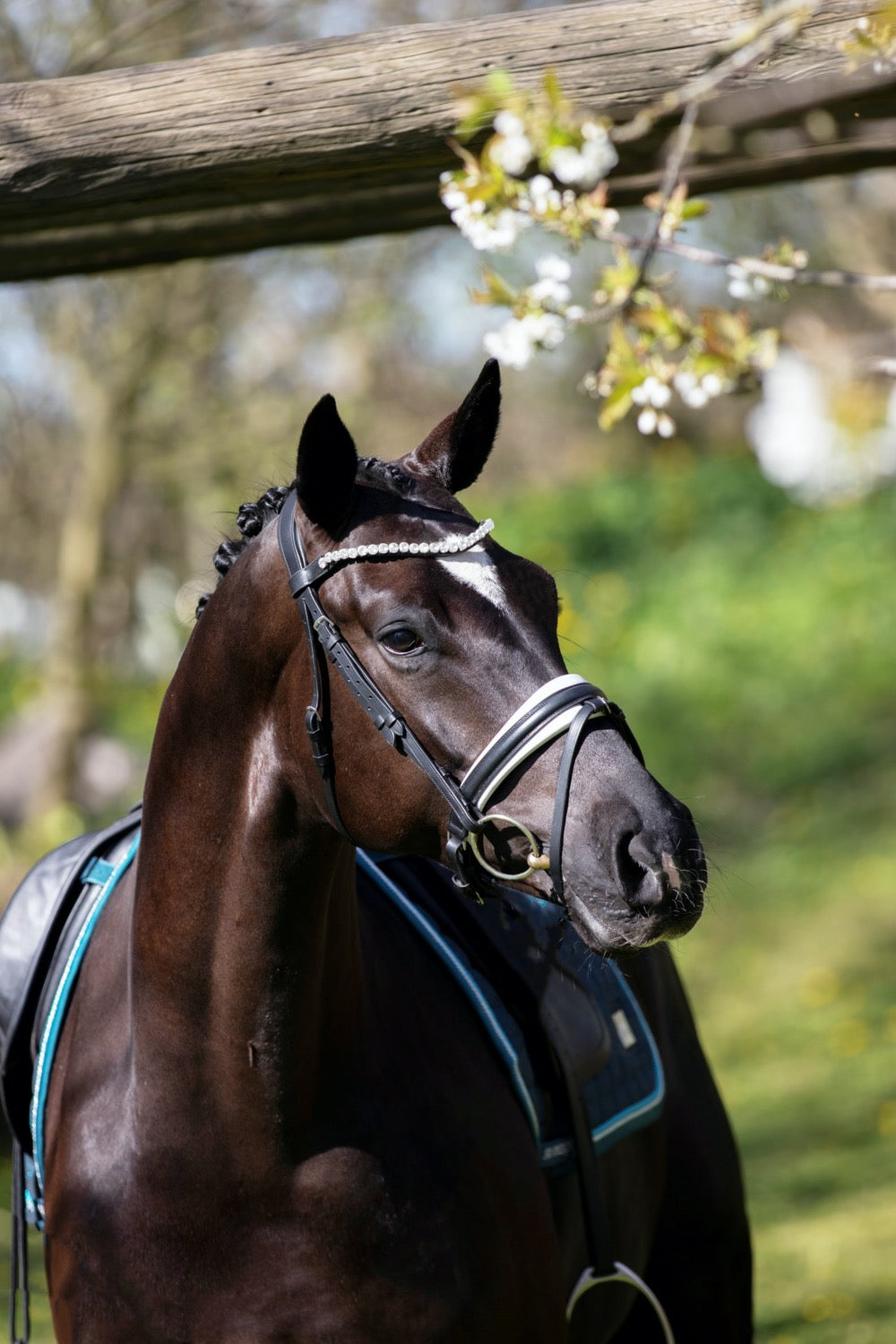 SD Design Bridle L&