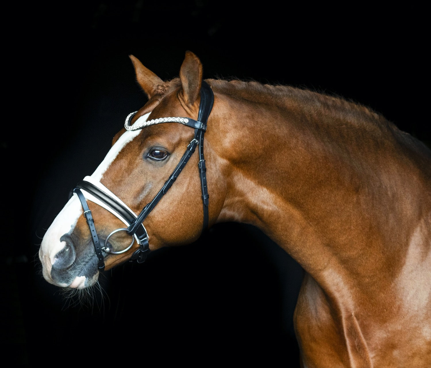 SD Design Bridle L&