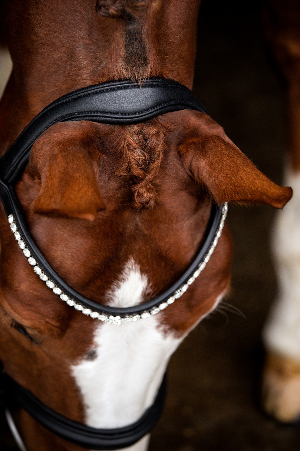 SD Design Bridle Leerox black with removable flash strap