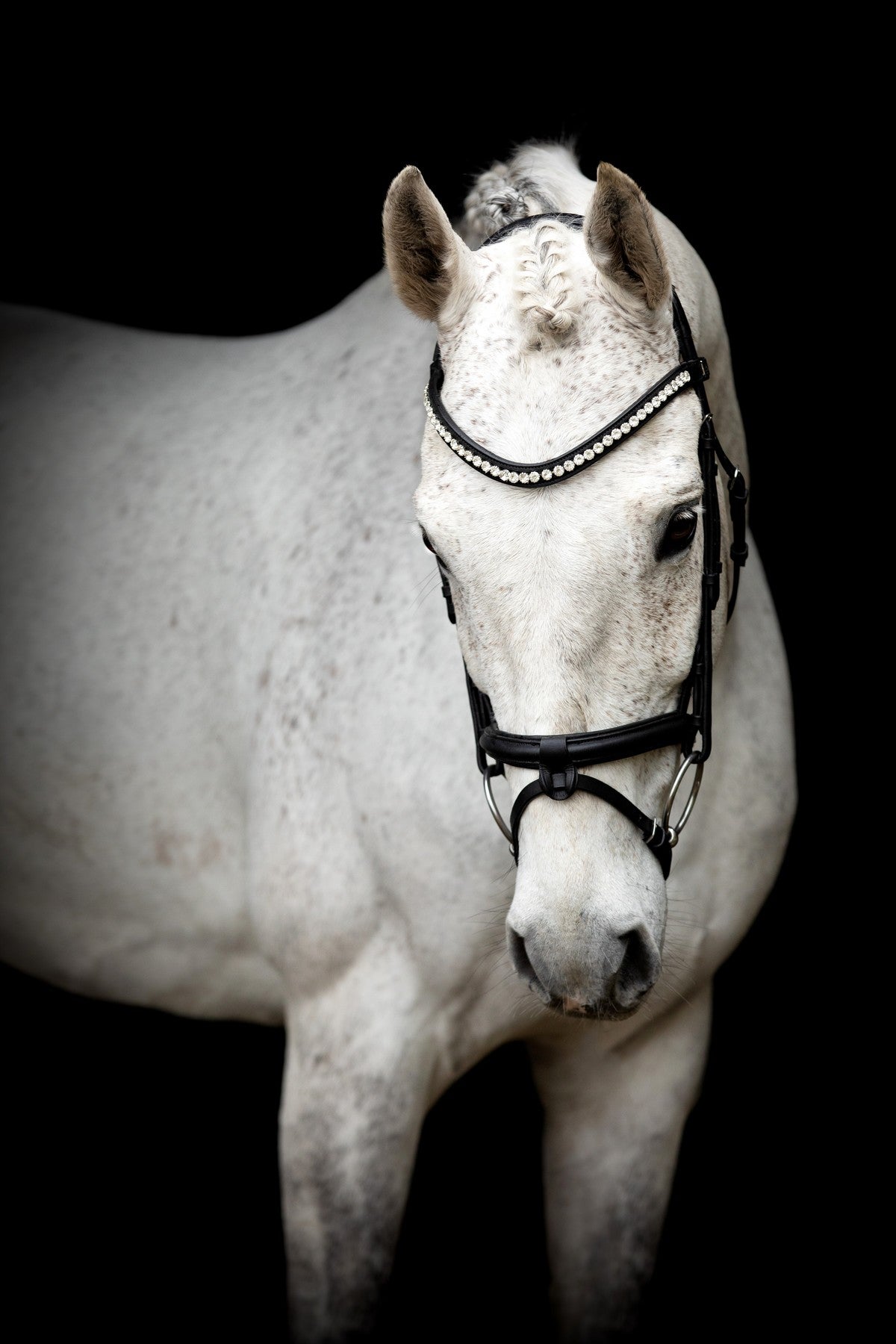 SD Design Bridle Leerox black with removable flash strap