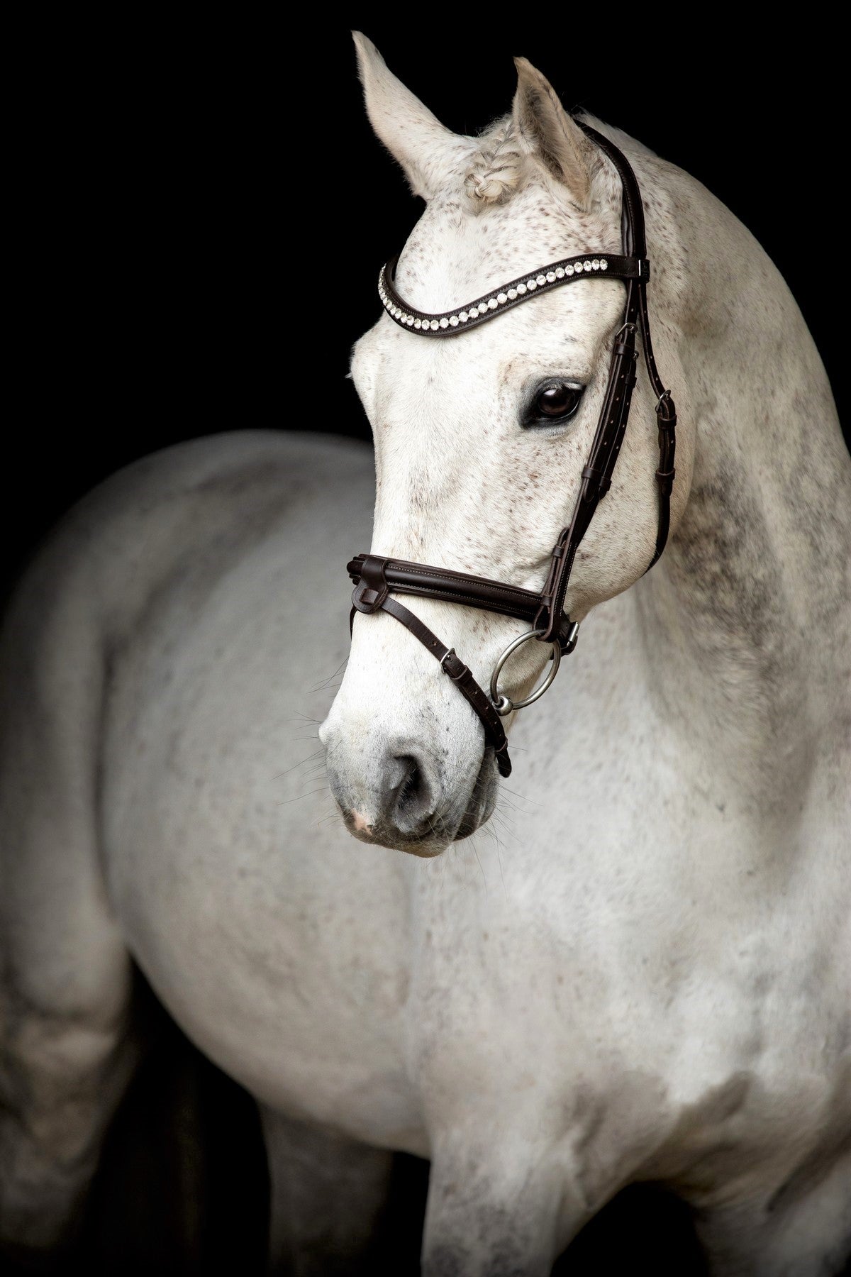 SD Design Bridle Leerox brown with removable flash strap