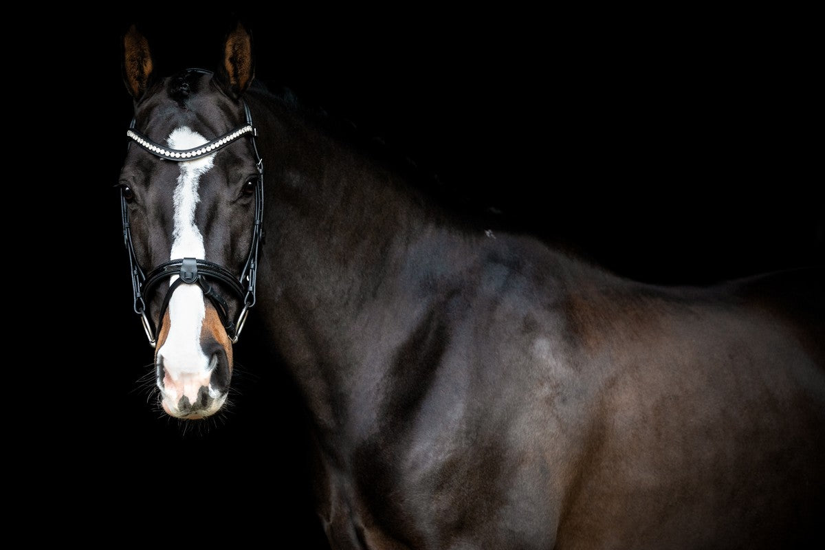 SD Design Bridle Leerox black glitter varnish with removable flash strap