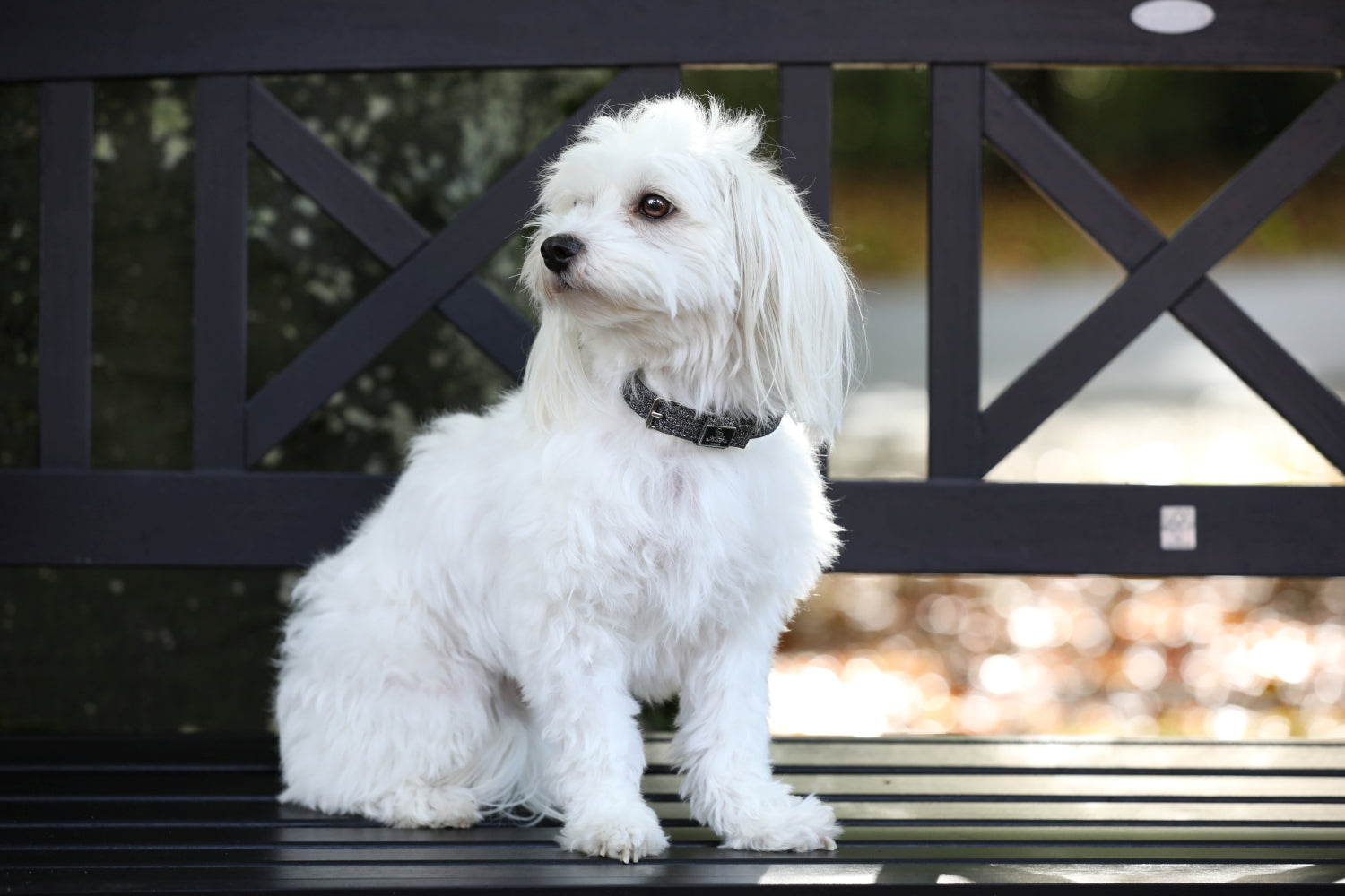 SD Design Hundehalsband Hollywood Glamorous dark shadow glitz