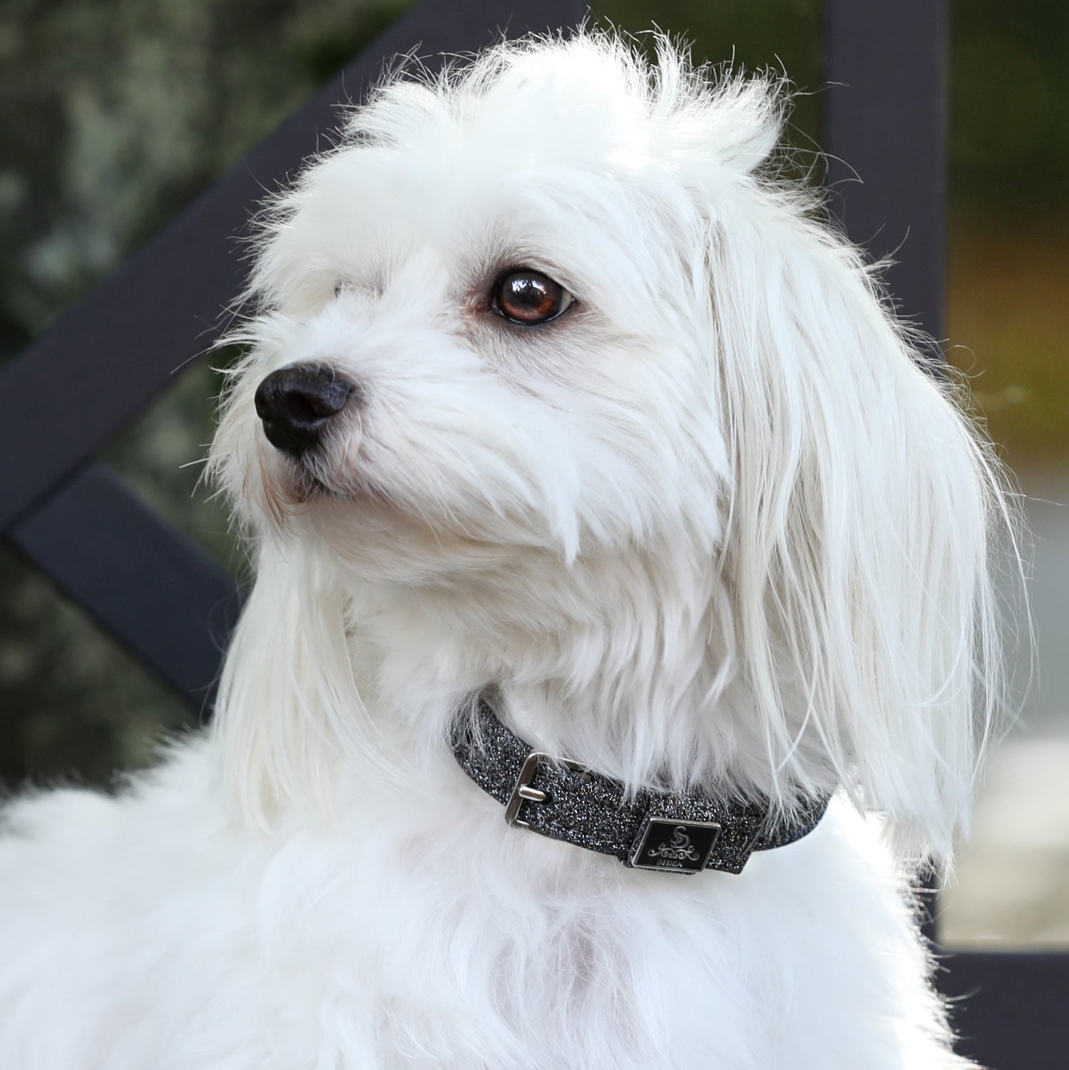 SD Design Hundehalsband Hollywood Glamorous dark shadow glitz