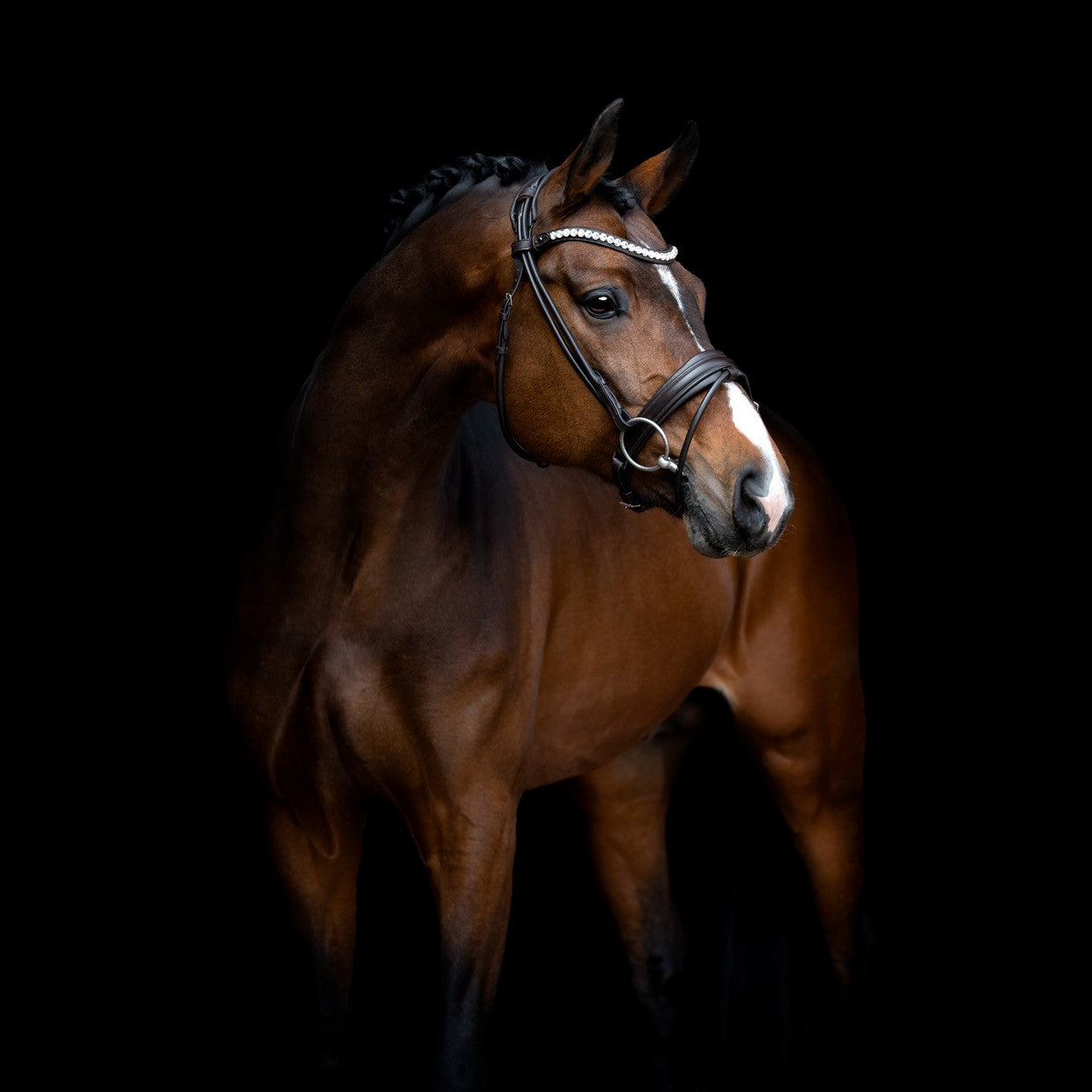 SD Design Bridle Duke de Niro II round stitched black