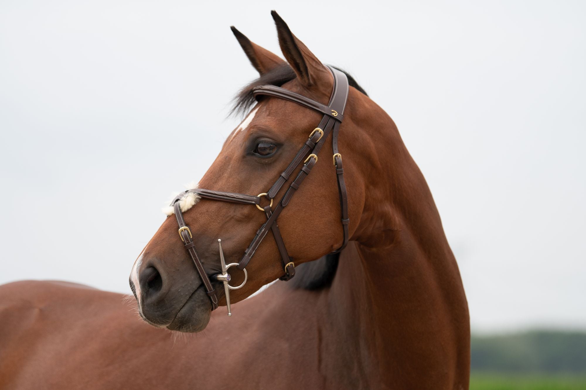 Trust Equestrian Gebiss Sweet Iron Schenkeltrense