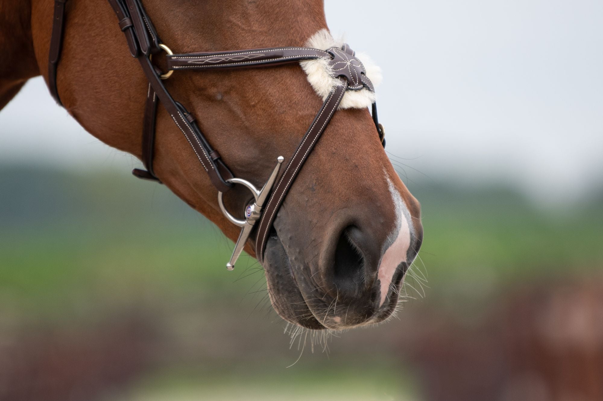 Trust Equestrian Gebiss Sweet Iron Schenkeltrense