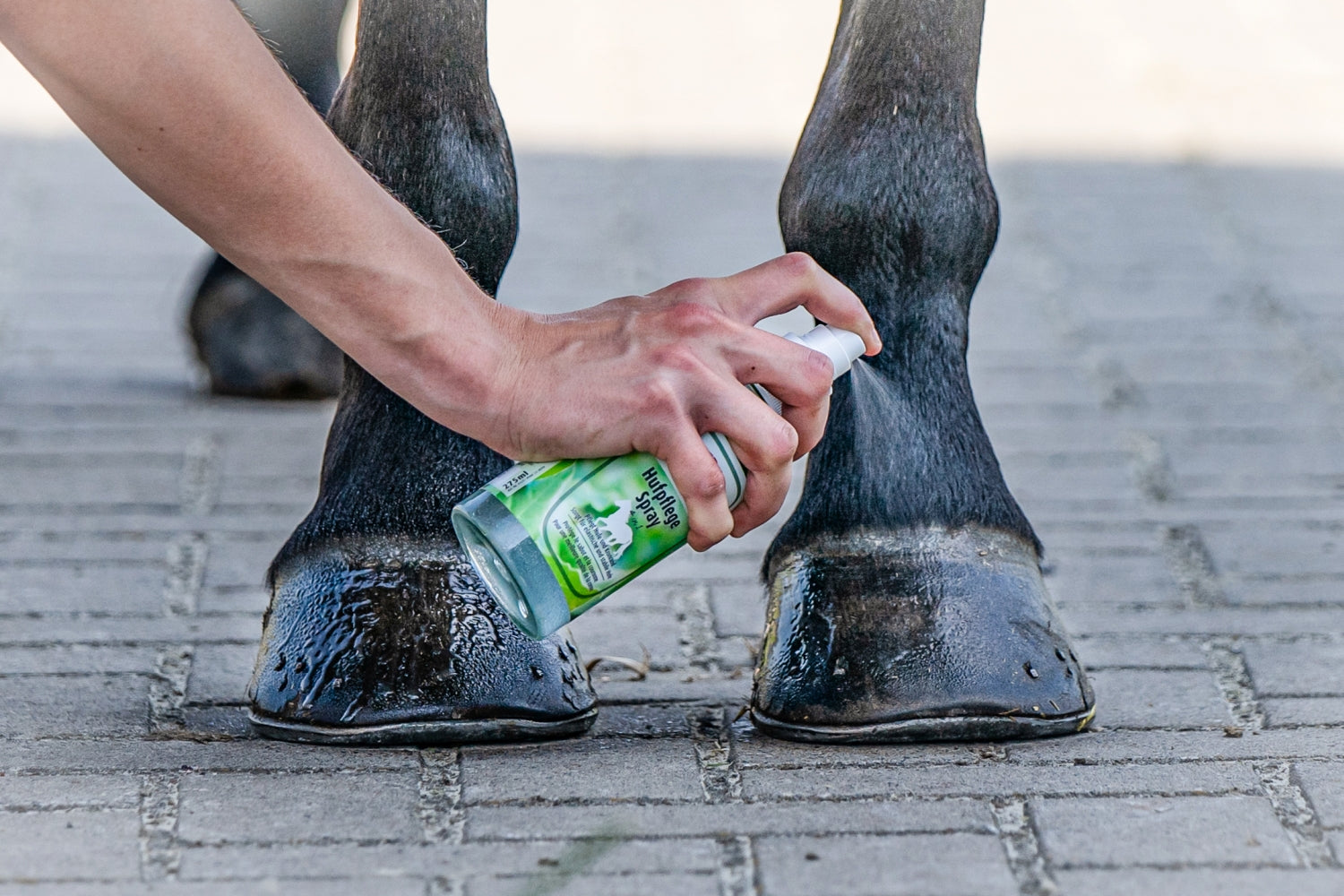 ZEDAN Hufpflege Spray 4 in 1 zur nachhaltigen Pflege von Hufwand, Kronrand, Strahl und Sohle
