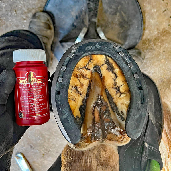 Kevin Bacon’s Hoof Solution Hufpflege