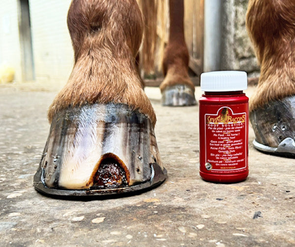 Kevin Bacon’s Hoof Solution Hufpflege