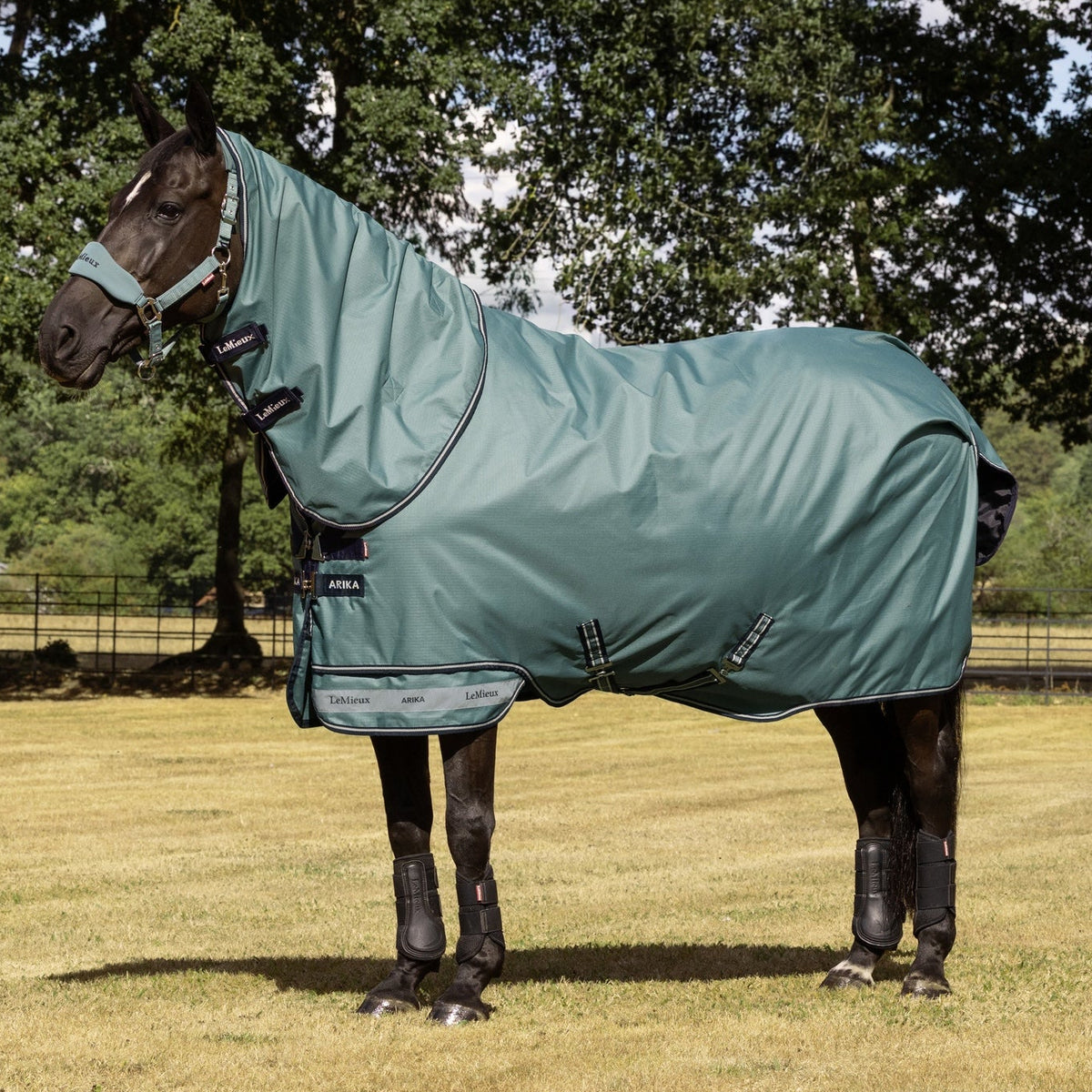 Schwarzes Pferd (Rappe) auf der Weide trägt die wasserdichte LeMieux Arika Ripstop Weidedecke 0 g in der Trendfarbe Aloe mit abnehmbarem Halsteil. Die grüne 600D Outdoordecke schützt bei wechselhaftem Wetter und bietet durch den patentierten zweiteiligen Saum perfekte Passform sowie maximale Bewegungsfreiheit. Ideal als atmungsaktive Regendecke, Paddockdecke und Übergangsdecke für Pferd und Pony.