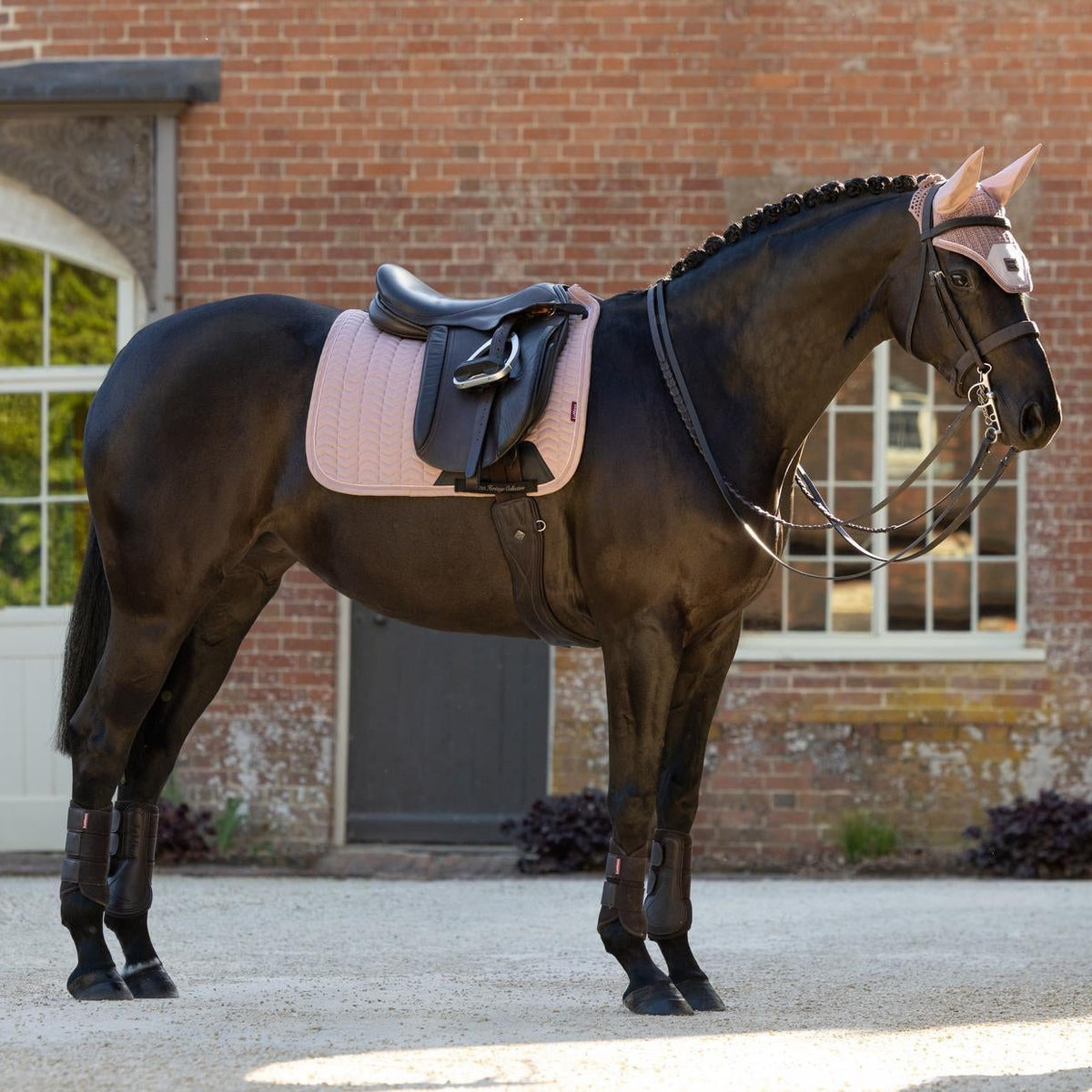 Ganzkörperansicht eines dunkelbraunen Dressurpferdes mit dem eleganten LeMieux Heritage Set in Wild Rose (Altrosa). Das Bild zeigt die Heritage Herringbone Dressurschabracke mit anatomischem Schwanenhals und Fischgrät-Steppung unter dem Dressursattel sowie die farblich perfekt abgestimmte LeMieux Heritage Fliegenmütze im Gesamt-Look.