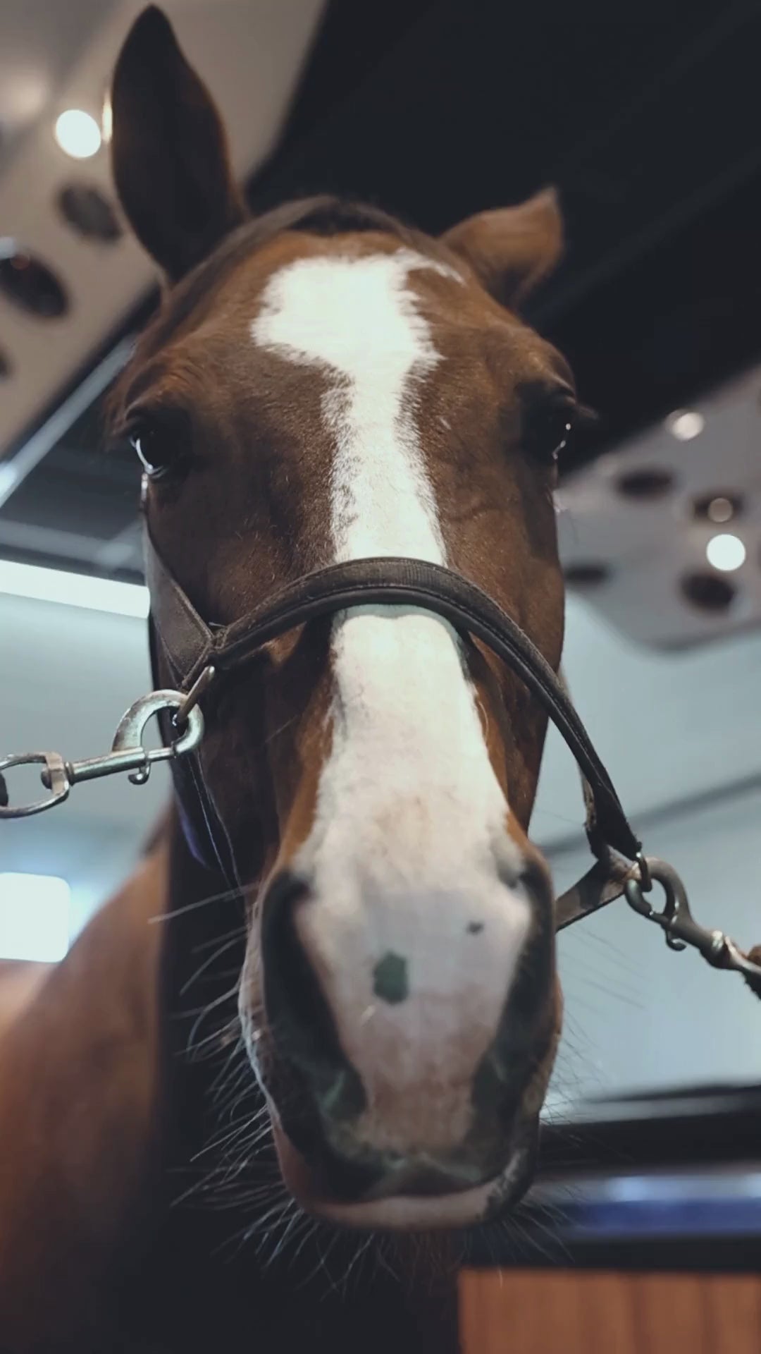 Cavalor Ice Clay clay for the care of stressed horse legs