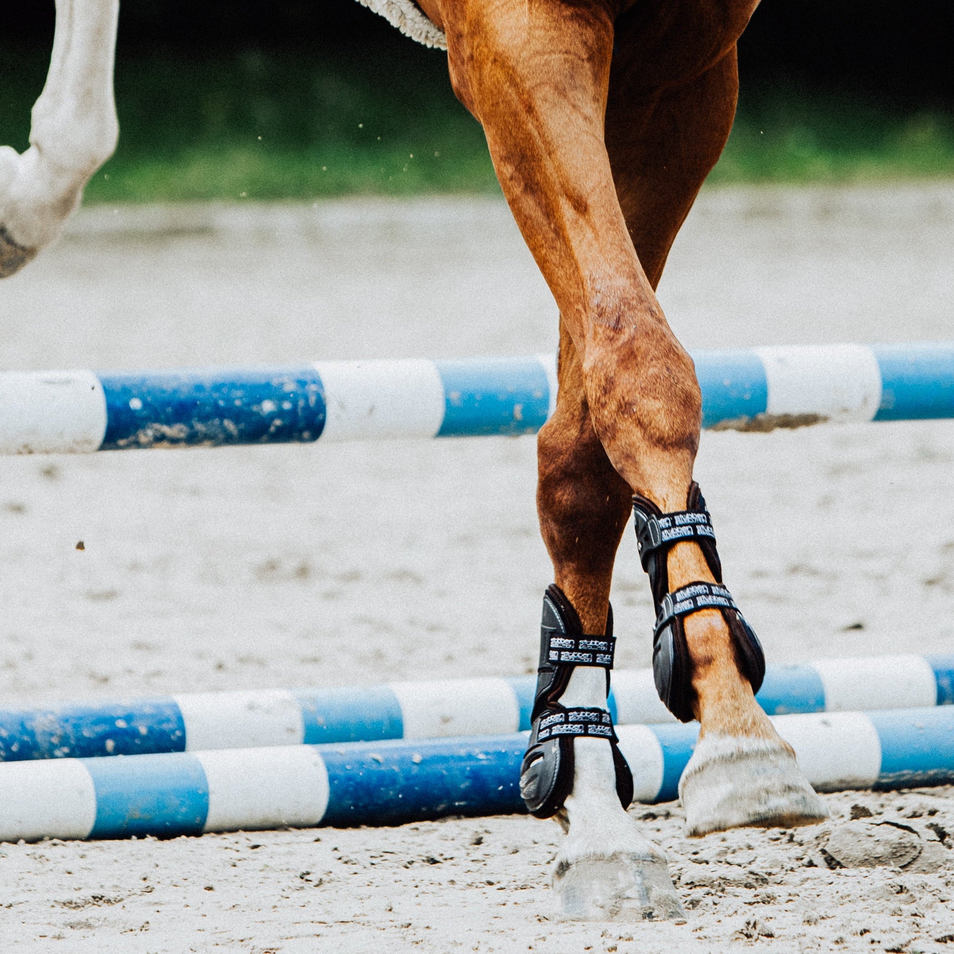 Beim Aufsetzen der Vorderbeine nach einem Hindernis im Springparcours schützen die Stübben Hybrid Springgamaschen die empfindliche Beugesehne und die strukturellen Bereiche des Pferdebeins vor Kollisionen durch die herannahenden Hinterbeine mit Eisen. Dieser entscheidende Moment im Training verdeutlicht die Schutzfunktion der Gamasche bei maximaler Belastung und Dynamik.