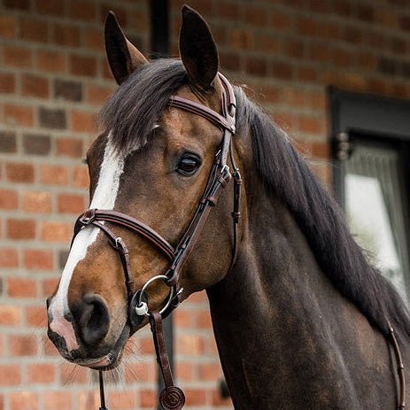 Trust Equestrian Trense Geneva in Braun mit silbenen Beschlägen am Pferd: Detailansicht des englisch kombinierten Reithalfters mit abnehmbaren Sperrriemen und anatomischem Genickstück für eine gute Druckerteilung.