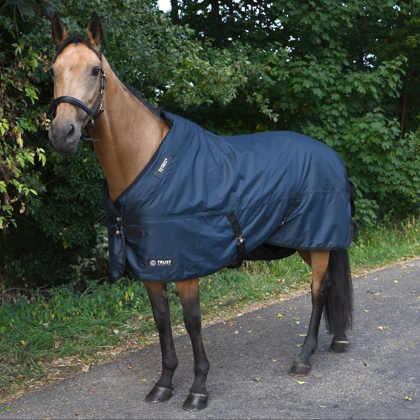 Die Aufnahme bei natürlichem Tageslicht lässt den edlen Navy-Farbton der Trust Equestrian Outdoordecke Tetris 100g voll zur Geltung kommen und beweist an einem Pferd mit völlig anderem Exterieur die universelle, perfekte Passform des Tetris-Systems, welches sich flexibel unterschiedlichsten Pferdetypen anpasst, ohne an Schutzwirkung oder Druckentlastung einzubüßen.