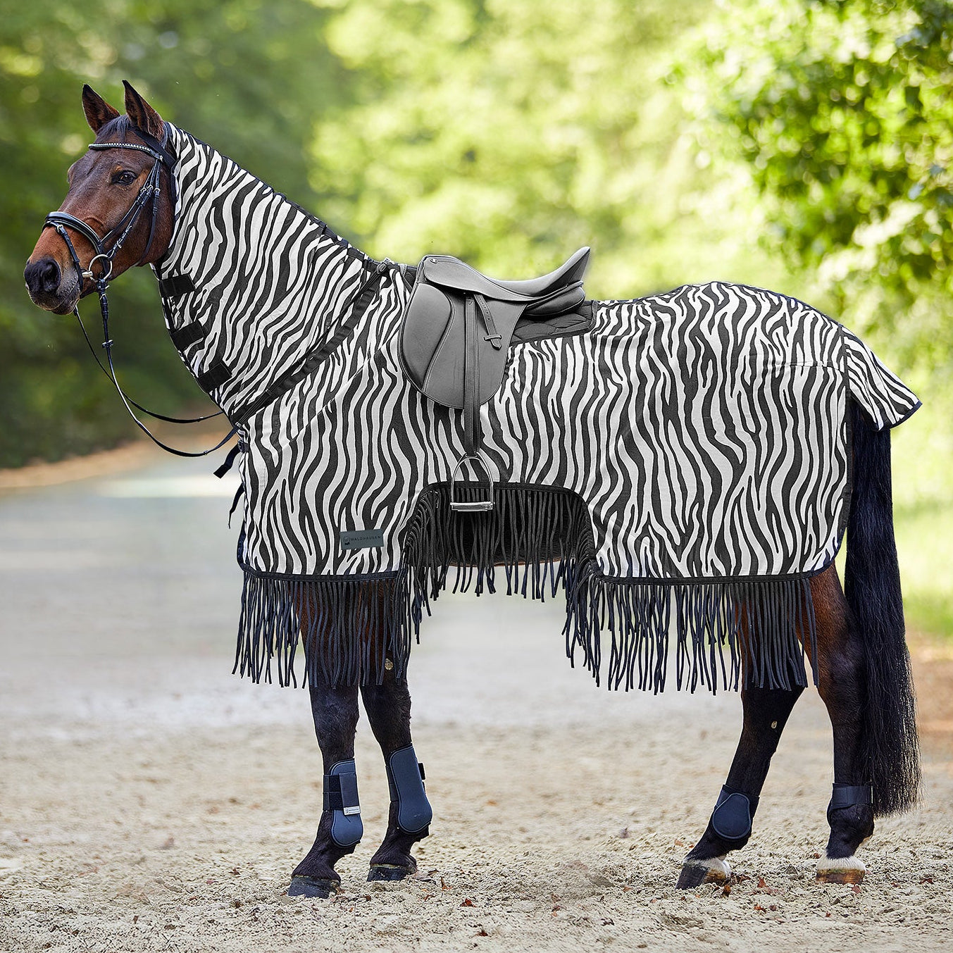 Die Waldhausen Fliegen-Ausreitdecke Zebra mit Fransen in schwarz-weiß gestreift auf einem gesattelten und getrensten Pferd vor einem Weg und Wald für den Ausritt im Sommer. Das luftdurchlässige Gewebe umhüllt Hals, Rücken und Flanken als mechanischer Fliegenschutz. Der auffällige Zebra-Print wehrt Bremsen, Fliegen und Kriebelmücken optisch ab, während die sich ständig bewegenden Fransen am unteren Saum den Bauch- und Beinbereich vor störenden Insekten schützen.
