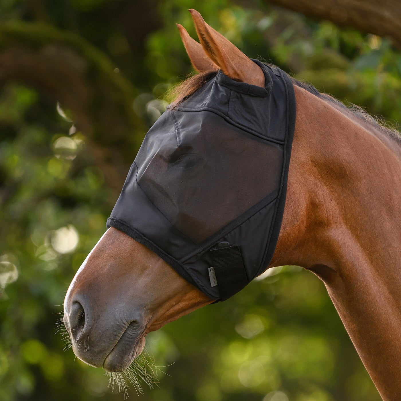 Profilansicht einer schwarzen Waldhausen Fliegenmaske Premium ohne Ohrenschutz auf einem Fuchs-Pferd. Das transparente Netz bietet mechanischen Schutz vor Insekten und garantiert volle Augenfreiheit. Der breite Klettverschluss und elastische Einsätze am Kehlbereich sorgen für eine individuelle Passform und sicheren Sitz.
