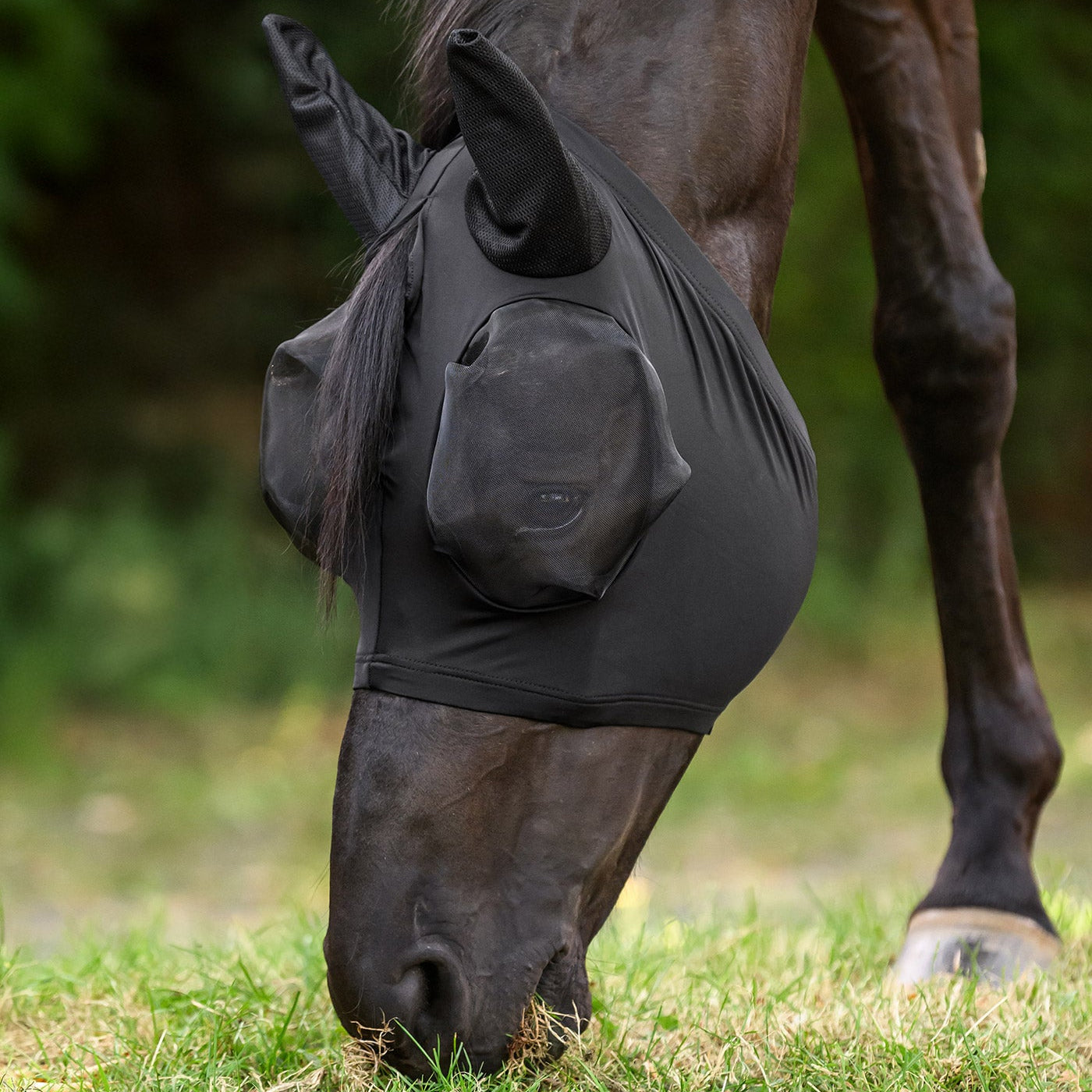 Ein schwarzes Pferd grast völlig uneingeschränkt auf der Weide und trägt die Waldhausen Fliegenmaske Puck in Schwarz. Die elastische Weidemaske liegt ohne Knubbel wie eine zweite Haut eng am Pferdekopf an. Der Schopf fällt locker aus dem praktischen Schopfdurchlass heraus. Durch die kopfnahe Passform wird das Pferd in seinen natürlichen Bewegungen nicht gestört und kann entspannt fressen, während die Augenpartie mechanisch vor lästigen Fliegen geschützt wird.