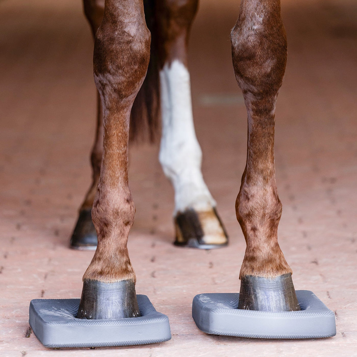 rontalansicht beim Training mit den Waldhausen Health + Care Balance Pads: Ein Pferd steht mit beiden Vorderhufen auf den grauen Schaumstoffplatten auf ebenem Boden, um über minimale Ausgleichsbewegungen die Körperspannung, Rumpfstabilität und Tiefenmuskulatur gezielt zu schulen.