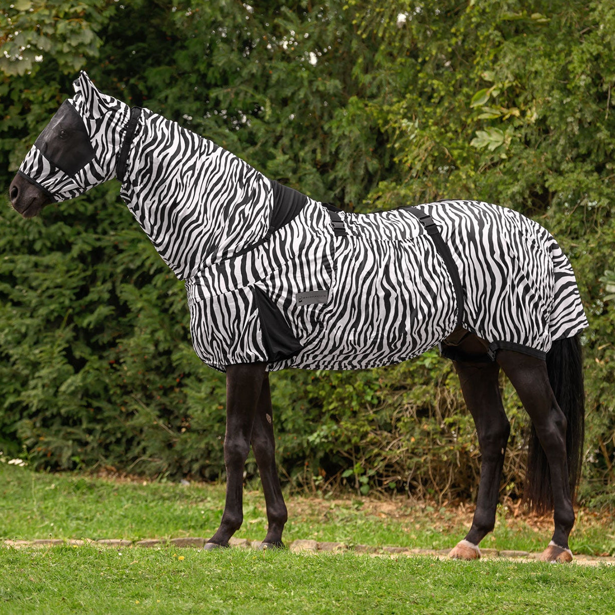 Foto eines Pferdes, das die gestreifte, atmungsaktive Waldhausen Ekzemerdecke Zebra Premium in Schwarz-Weiß korrekt trägt und komplett körpernah abgedeckt ist. Gehfalte sowie die elastischen Einsätze im Brust- und Halsbereich. Die Decke bietet mechanischen Fliegenschutz vor Kriebelmücken, wobei Mähnenkamm und Bauch durch das feste Halsteil und den breiten Bauchlatz vollständig abgedeckt sind. Ideal für Isländer, Ponys und nordische Rassen.